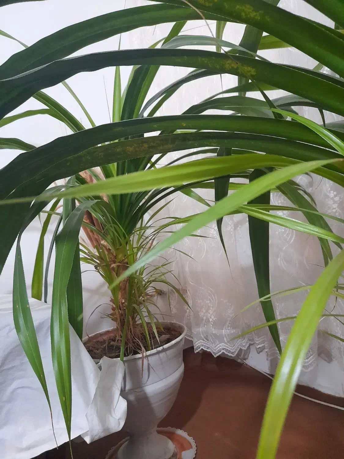 فروش گل ها زیر قیمت بخاطر نبود گلخانه|گل و گیاه طبیعی|شاندیز, |دیوار