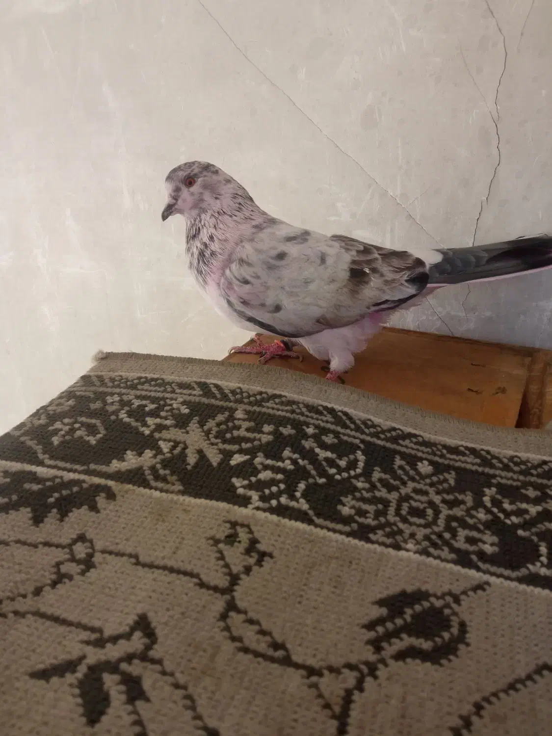 کبوتر پرشی کفتر|پرنده|تهران, مشیریه|دیوار