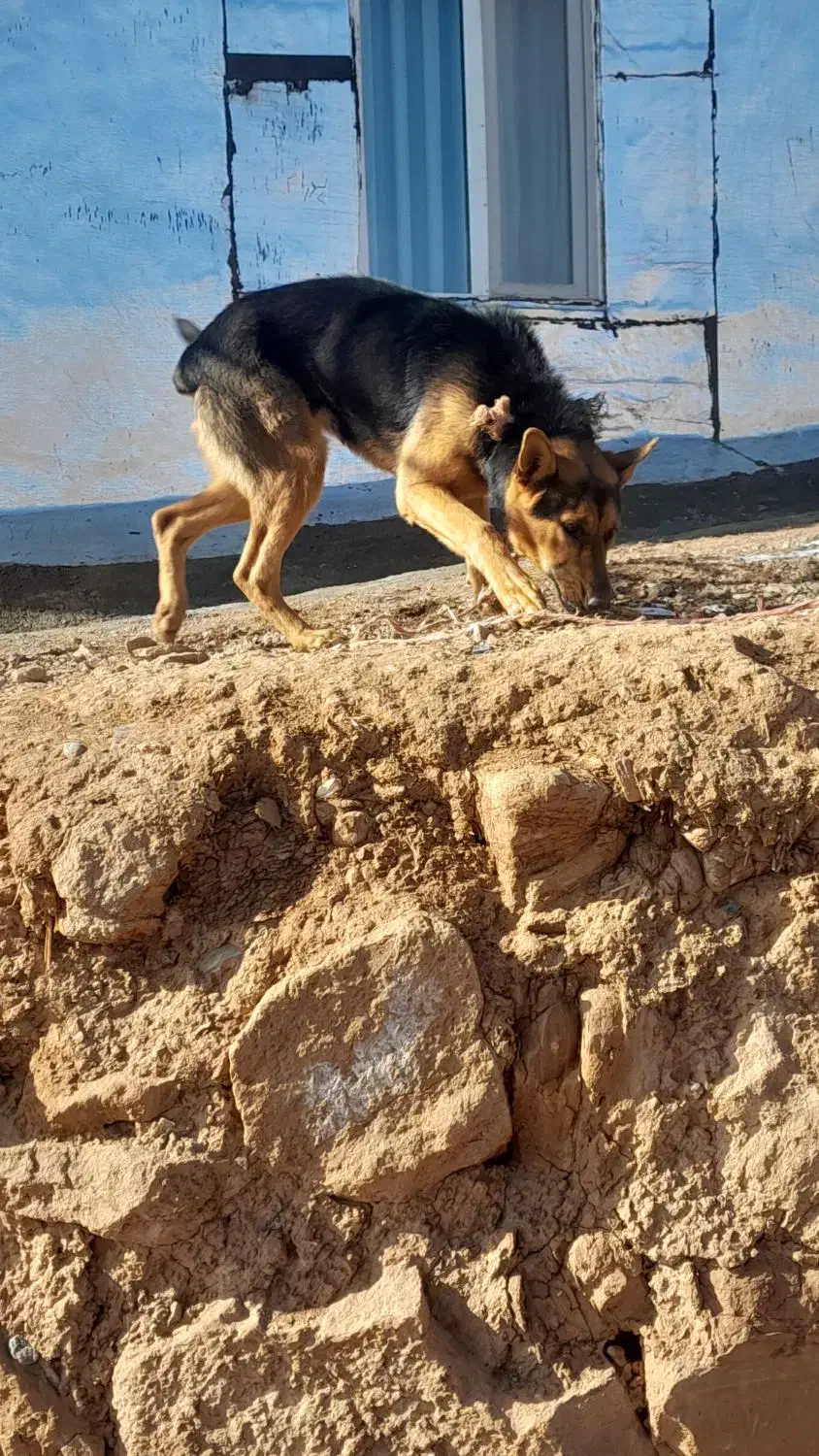 سگ ژرمن|سگ|مشهد, دانشجو|دیوار