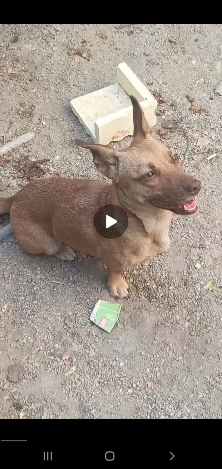 سگ پاکوتاه تربیت شده|سگ|شاهرود, |دیوار