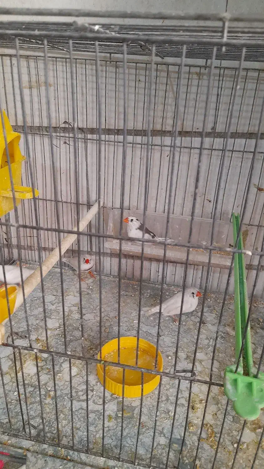 فنج|پرنده|اراک, |دیوار