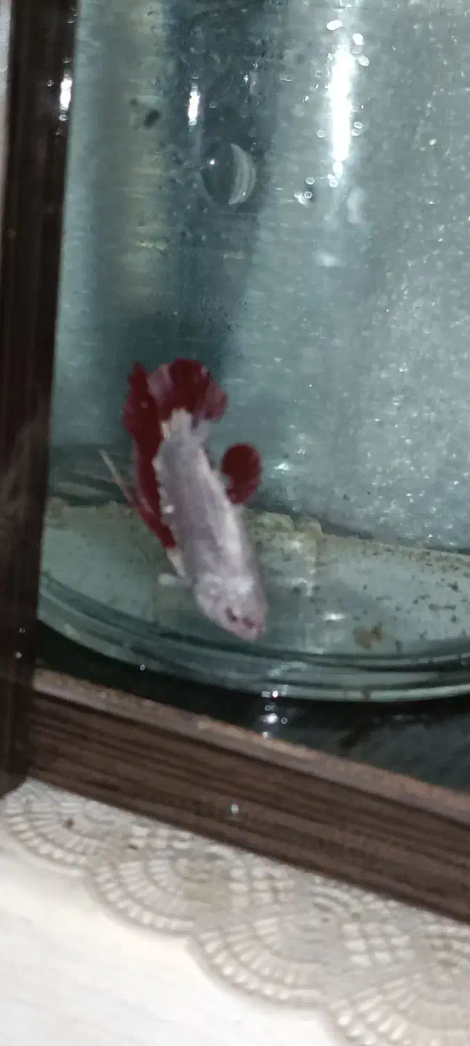 فروش ویژه ماهی فایتر گیاه روآبی و حلزون|ماهی|کرمانشاه, |دیوار