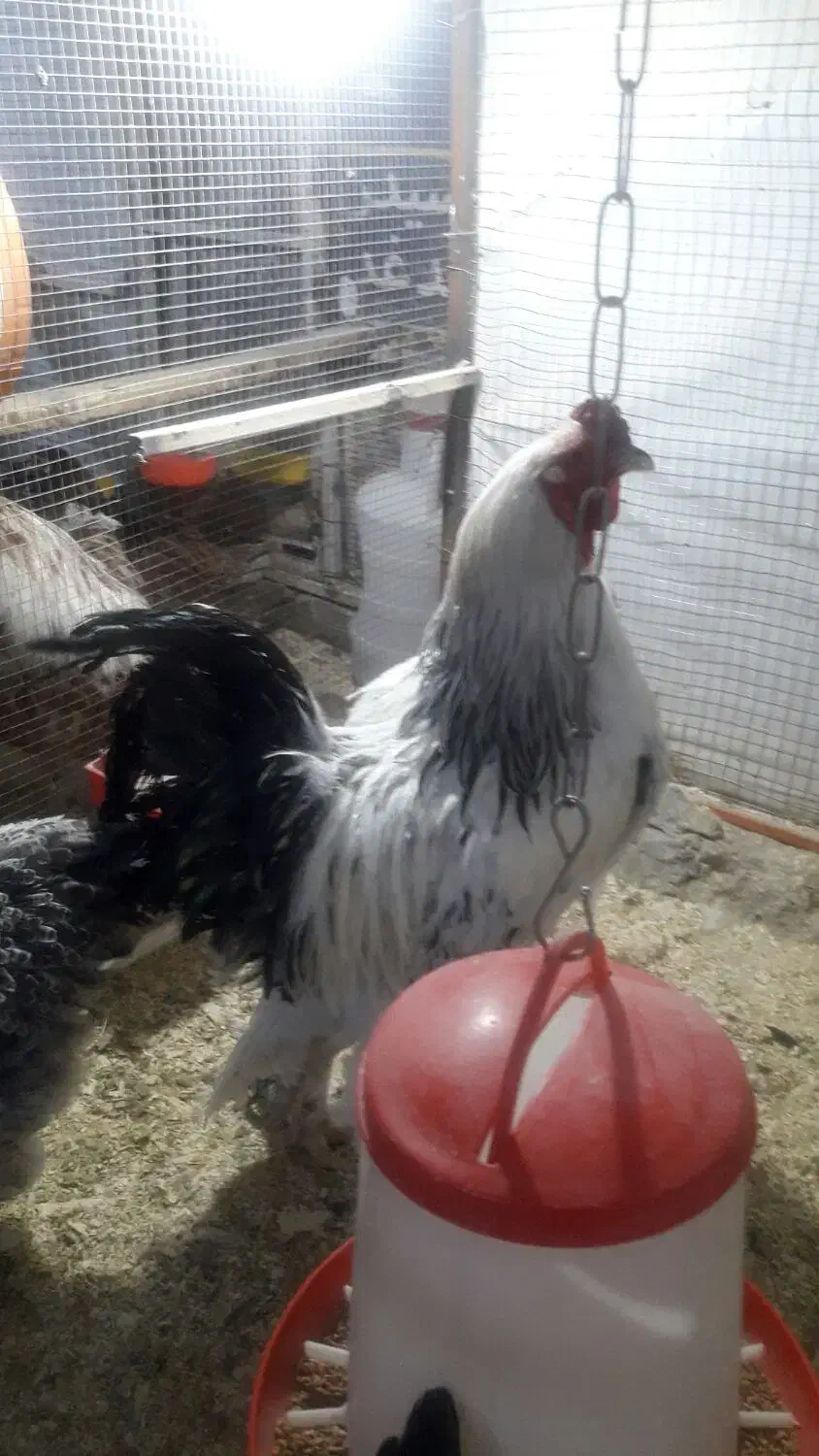 مرغ‌وخروس|حیوانات مزرعه|زاهدان, |دیوار