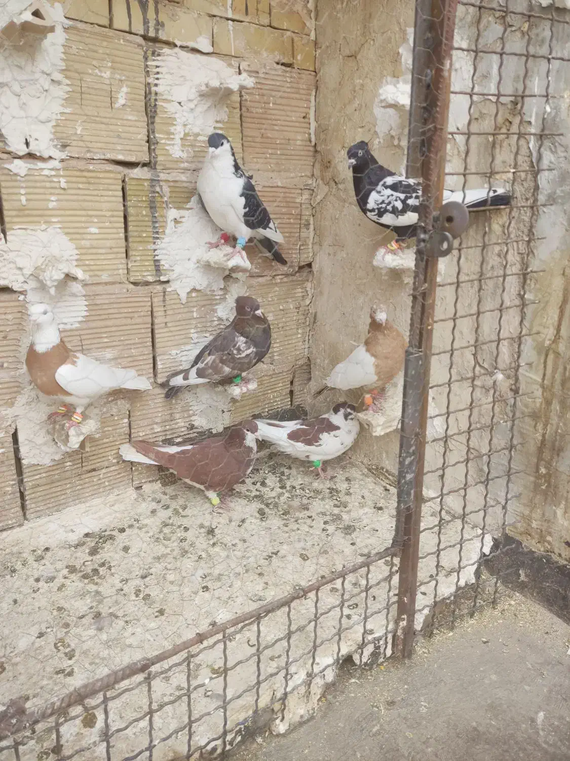 کفتر پرشی|پرنده|مشهد, ادیب نیشابوری (شهرک غرب)|دیوار