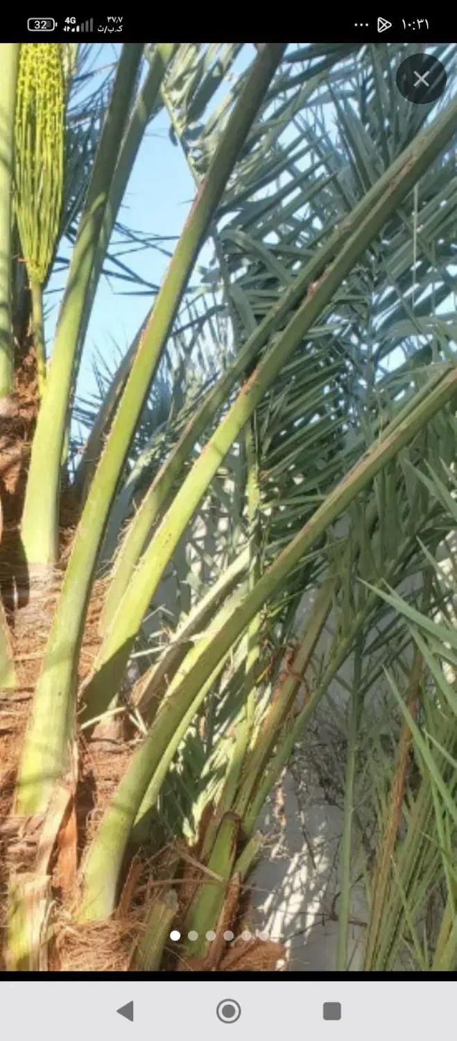 فروش پاجوش نخل خاصویی|گل و گیاه طبیعی|جم, |دیوار