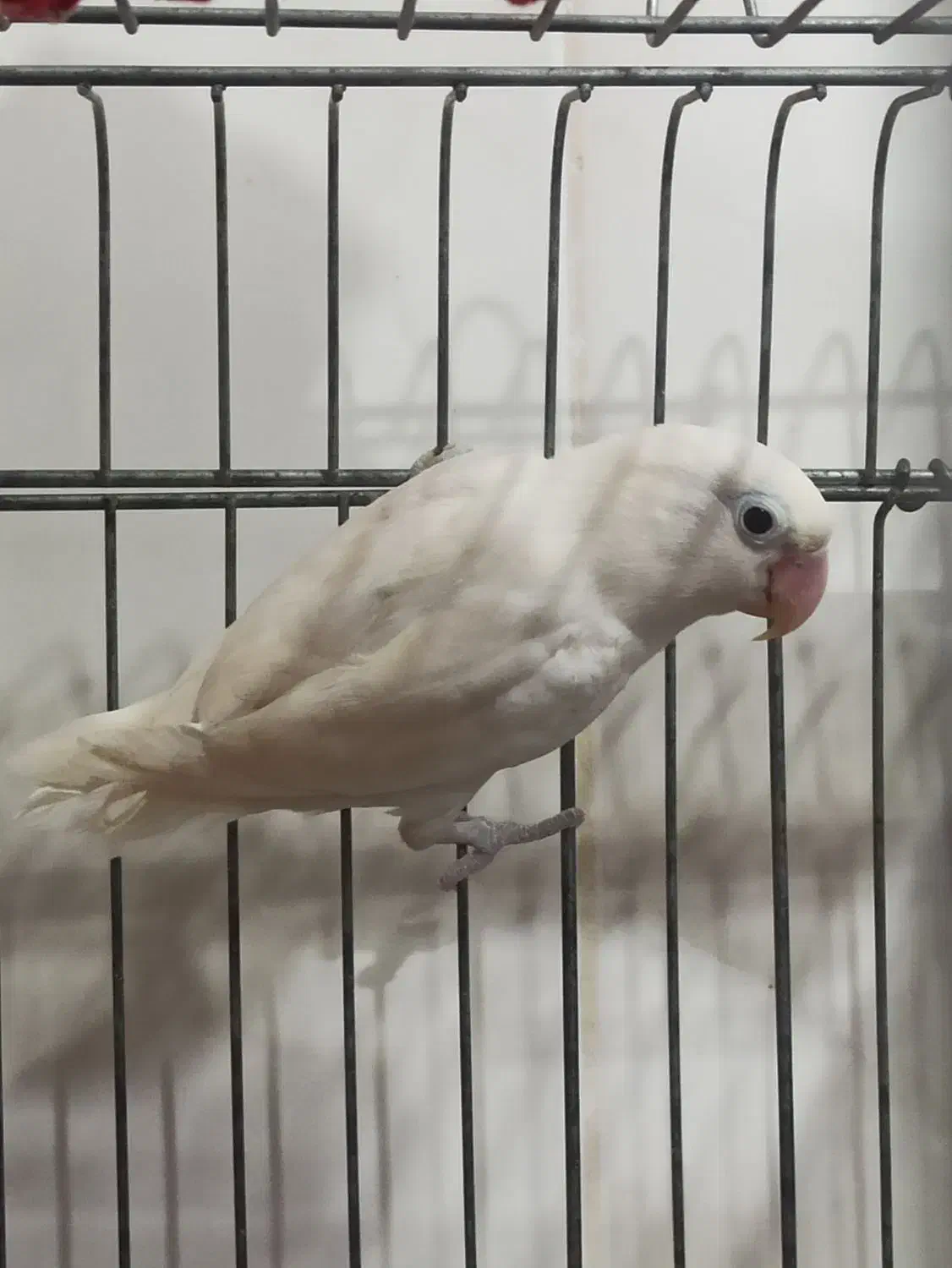 کوتوله برزیلی|پرنده|چابهار, |دیوار