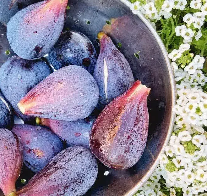 آغاز پیشفروش نهال انجیر گلابی درشت|خدمات باغبانی و درختکاری|بهاباد, |دیوار