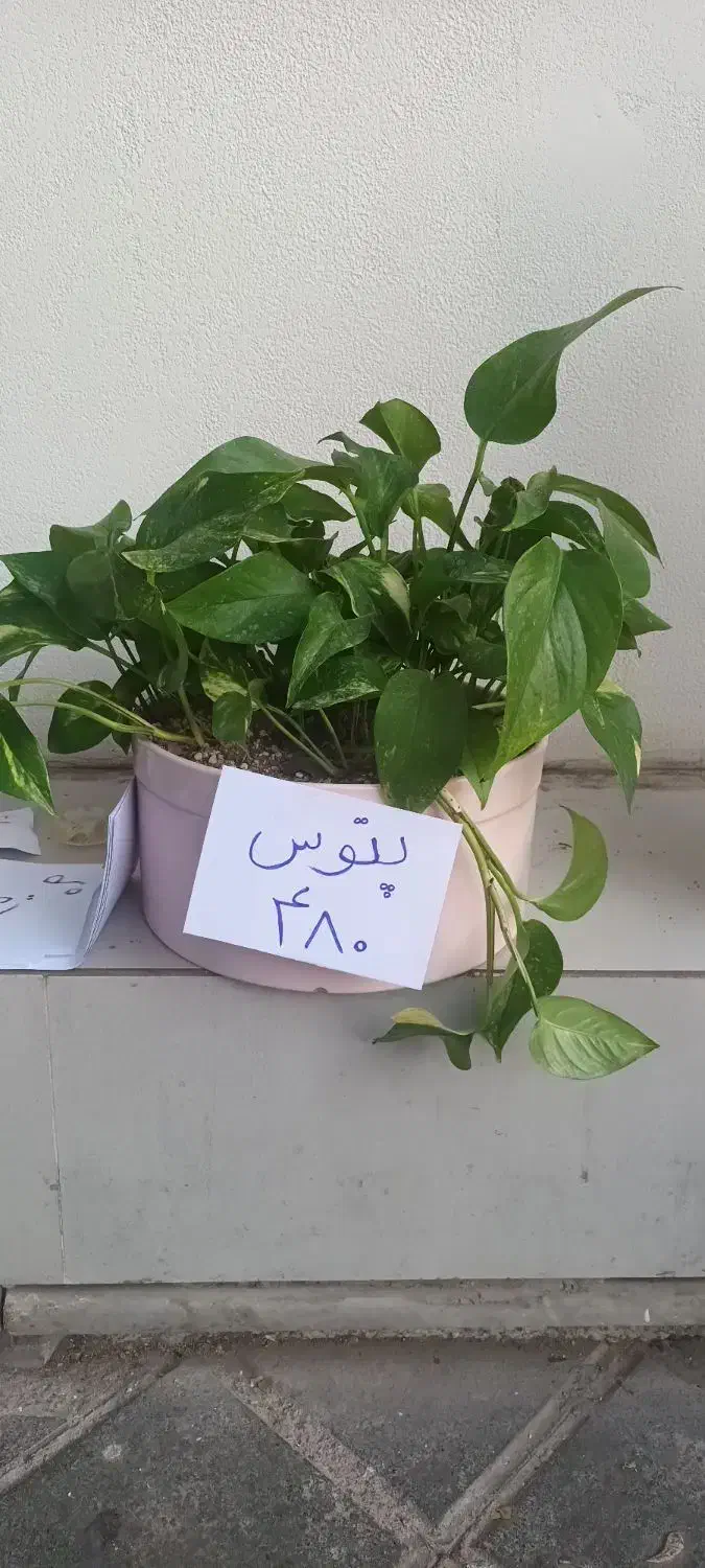 انواع گل آپارتمانی|گل و گیاه طبیعی|قزوین, |دیوار