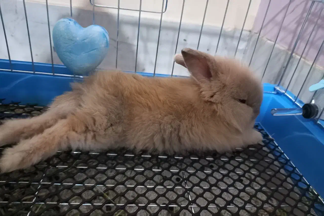 فروش خرگوش لوپ|موش و خرگوش|اصفهان, سپاهانشهر|دیوار