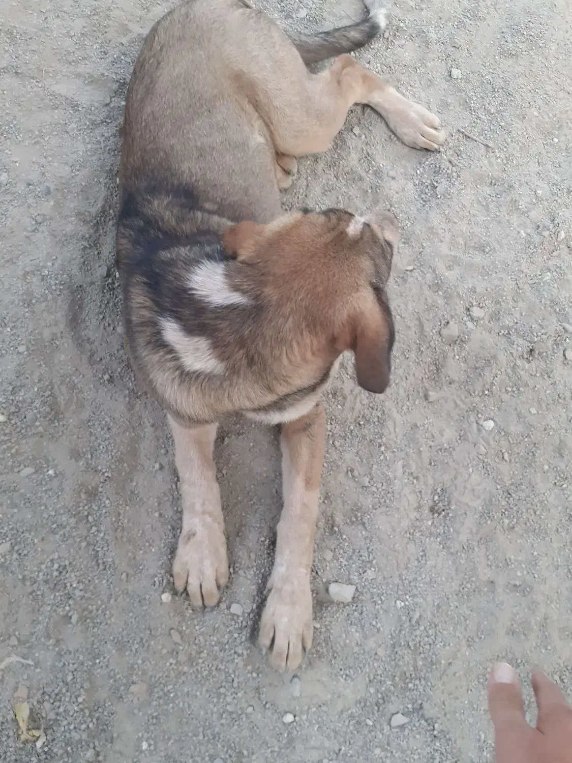 سگ سرابی|سگ|کرج, کوی زنبق|دیوار