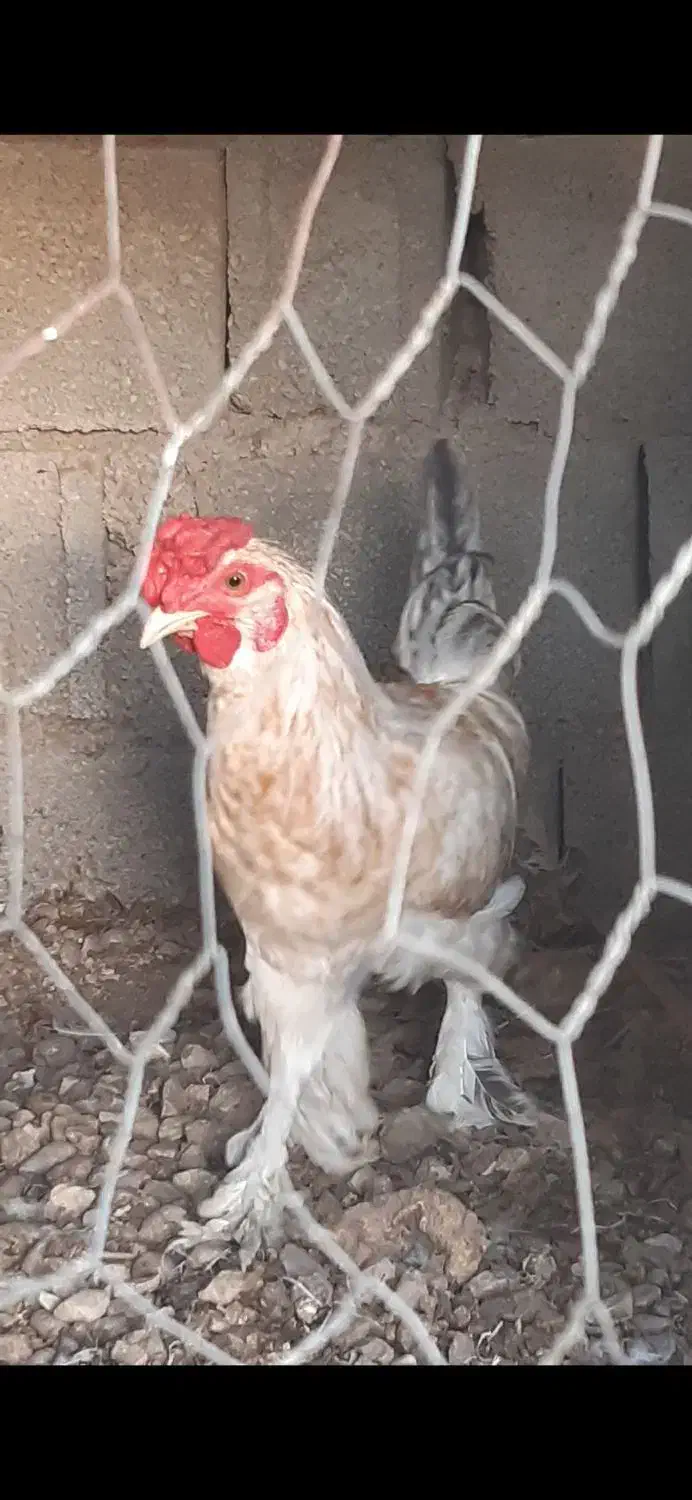 خروس محلی چهل تاج|حیوانات مزرعه|آبپخش, |دیوار