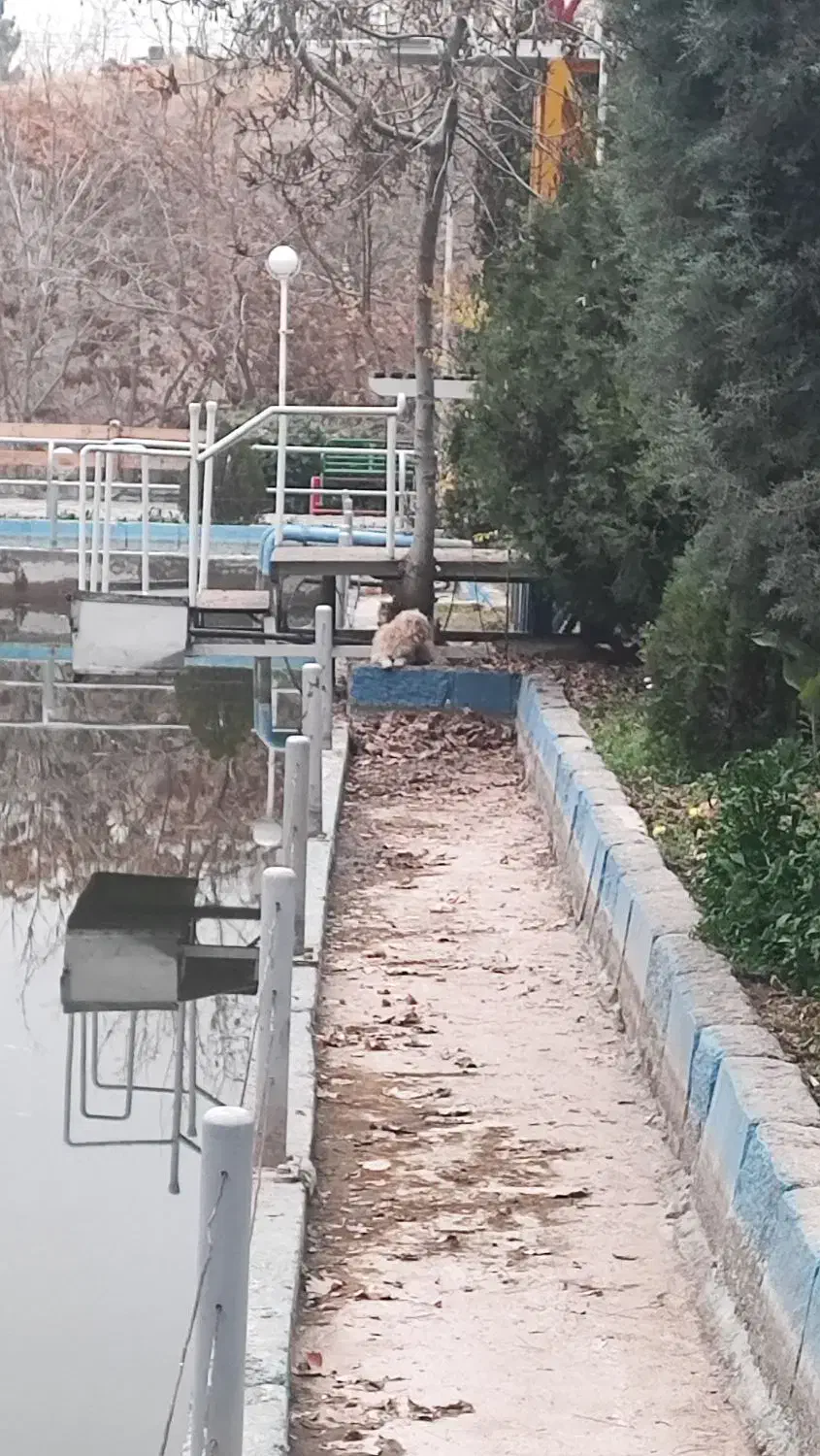 سگ گم شده یا رها شده در باغ وکیل آباد|حیوانات|مشهد, پارک کوهستان|دیوار