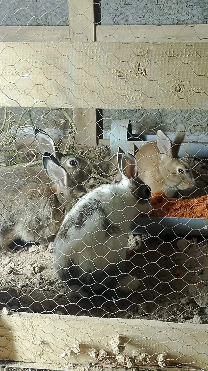 خرگوش|موش و خرگوش|برخوار, |دیوار