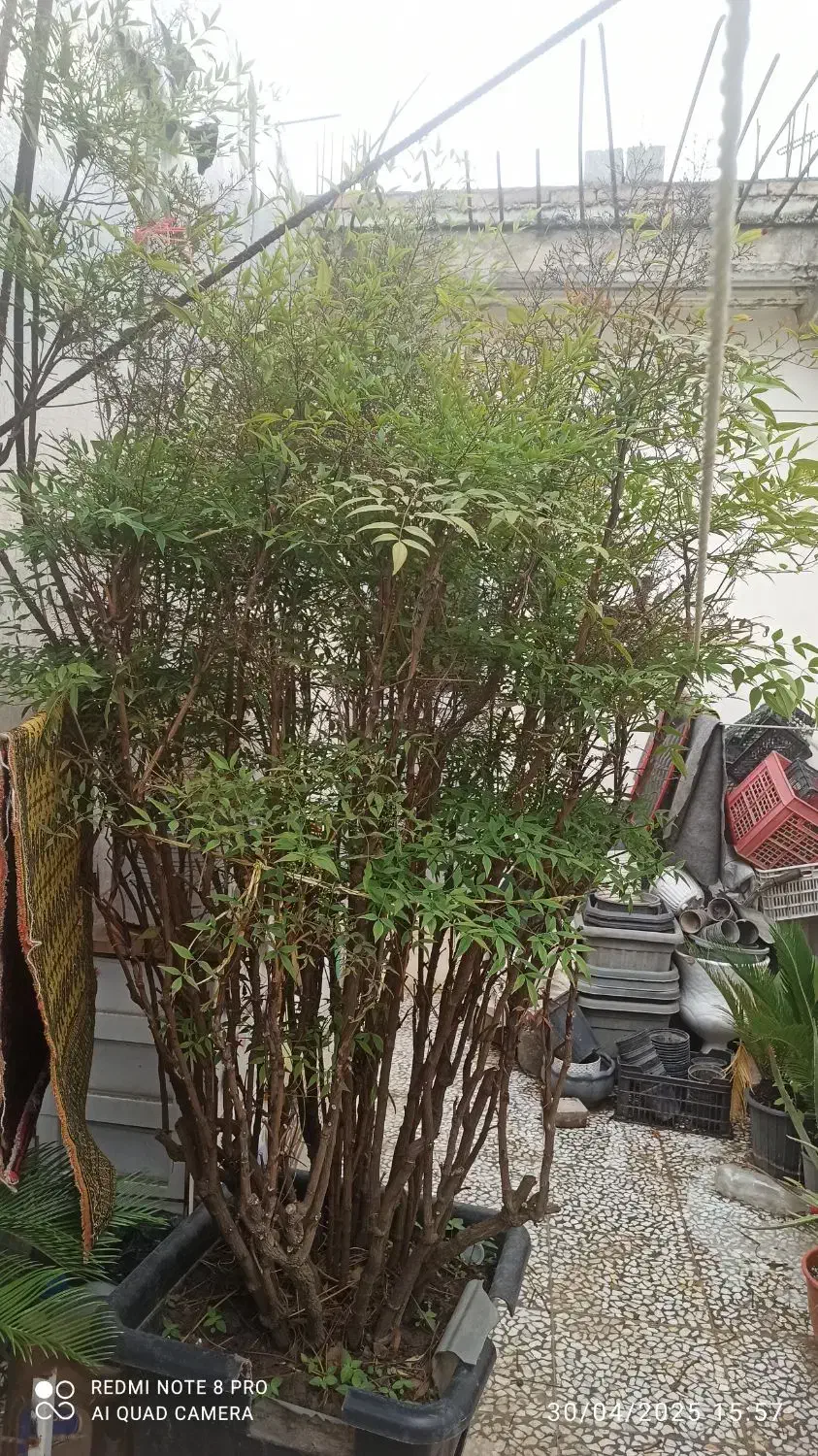 فروش درخچه ناندینا|گل و گیاه طبیعی|سورک, |دیوار