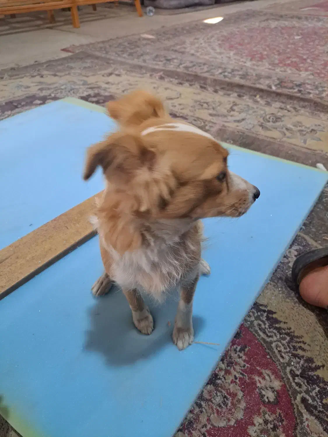 سگ اشپیتز روباهی|سگ|شیراز, گچی|دیوار