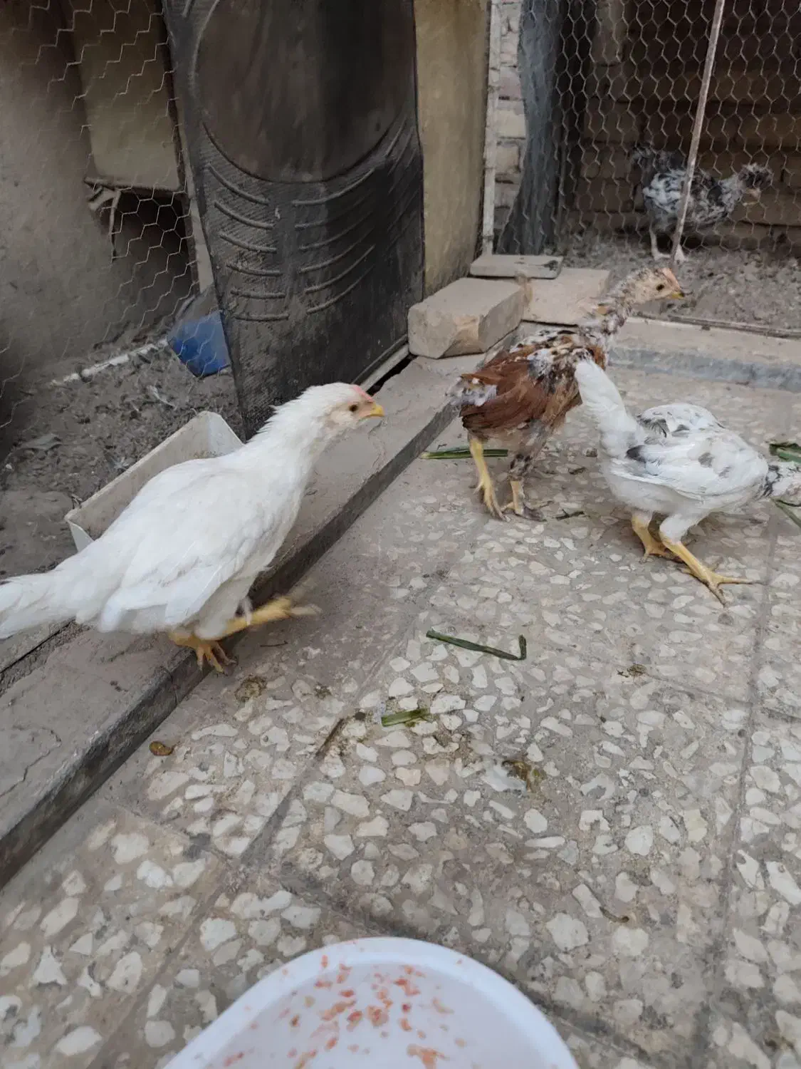 سه تا نوچه گلین|حیوانات مزرعه|قم, در بهشت|دیوار