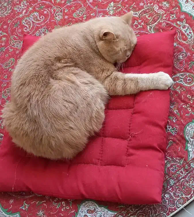 واگذاری گربه|گربه|یزد, |دیوار