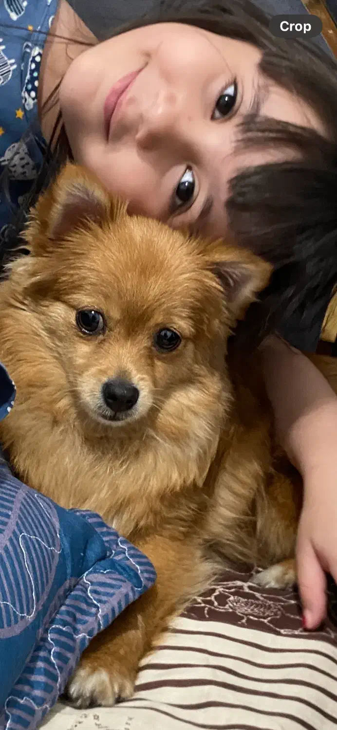 گمشدن سگ|حیوانات|پاکدشت, پاکدشت (مامازند)|دیوار