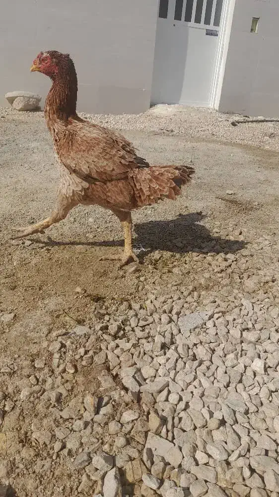 مرغ لاری|حیوانات مزرعه|شیراز, کرونی(خاتونک)|دیوار