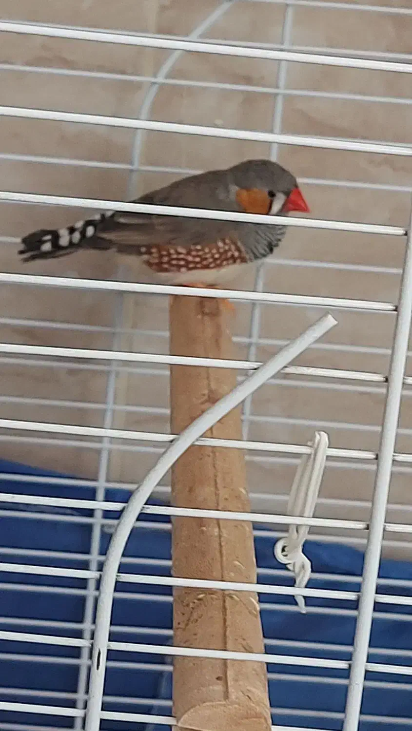 پرنده|پرنده|ابهر, |دیوار