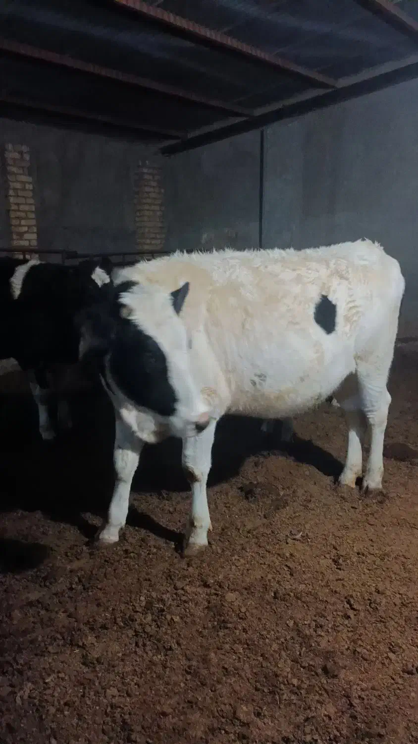 فروش چهارراس تلیسه دم کل صنعتی|حیوانات مزرعه|فرخشهر, |دیوار