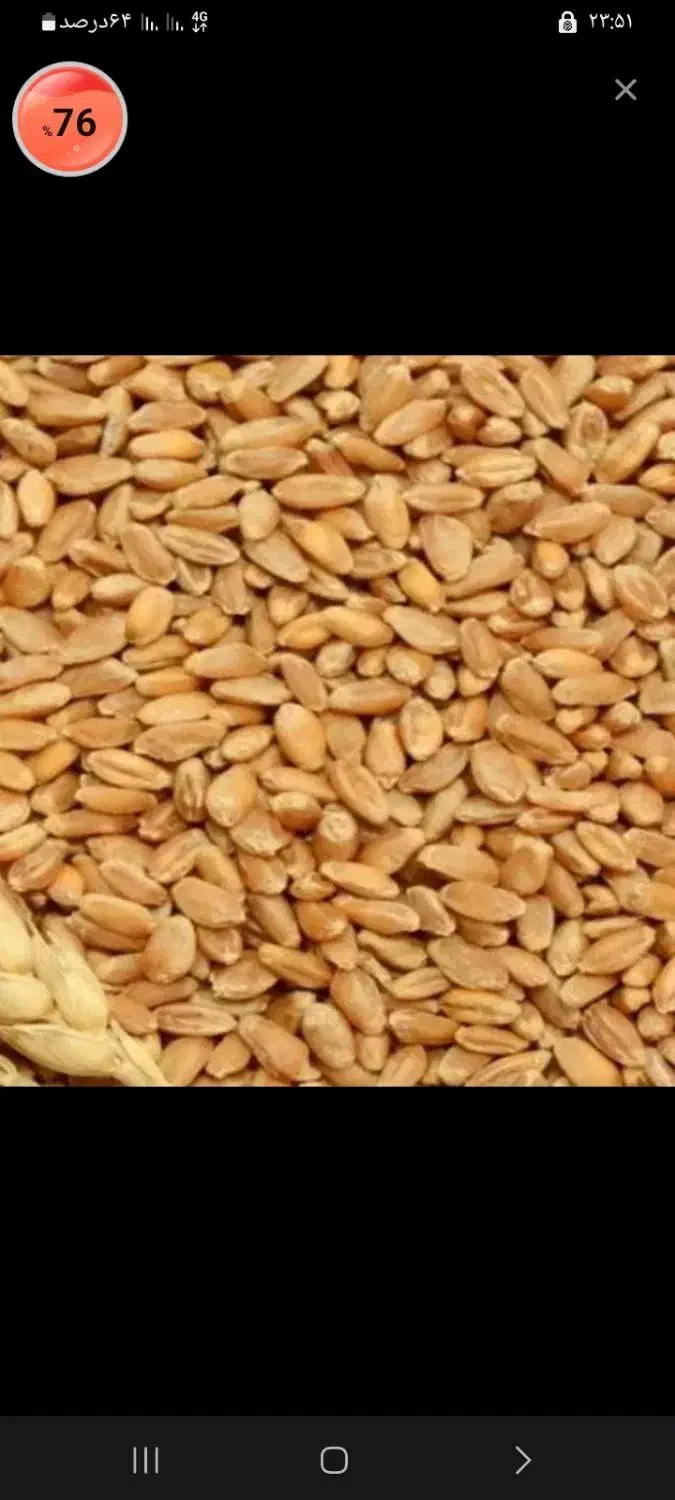 گندوم|خدمات باغبانی و درختکاری|اقبالیه, |دیوار