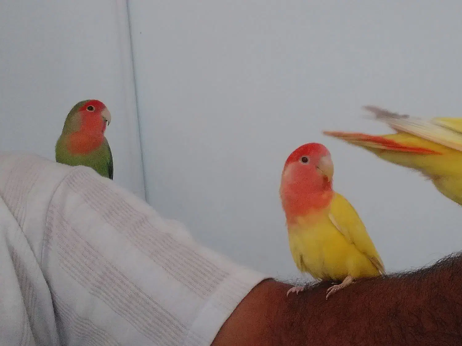 جفت طوطی کوتوله برزیلی ... رام، دستی و بسیار زیبا|پرنده|جهرم, |دیوار