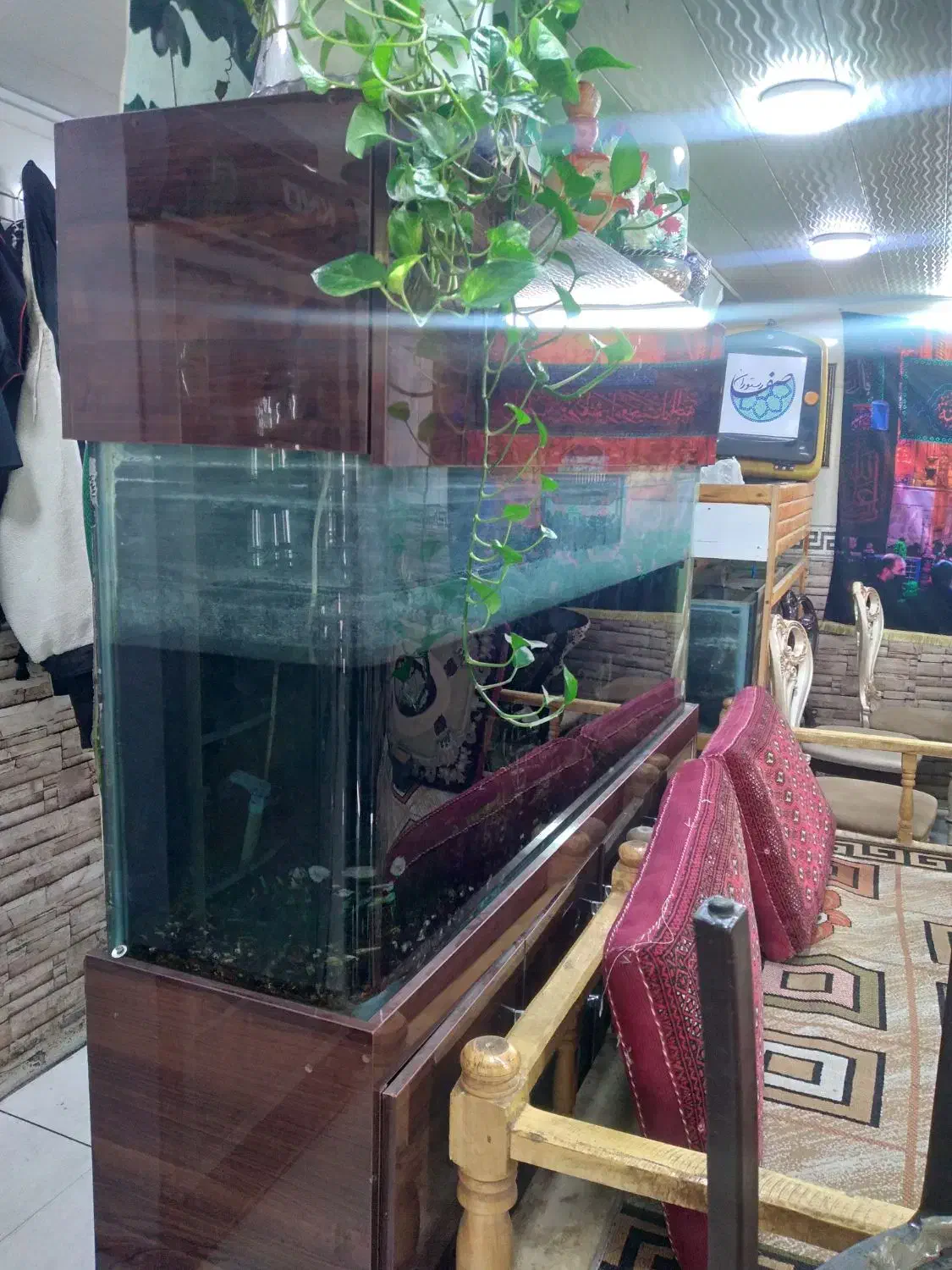 آکواریوم شیشه خم|ماهی|قم, چهار مردان|دیوار