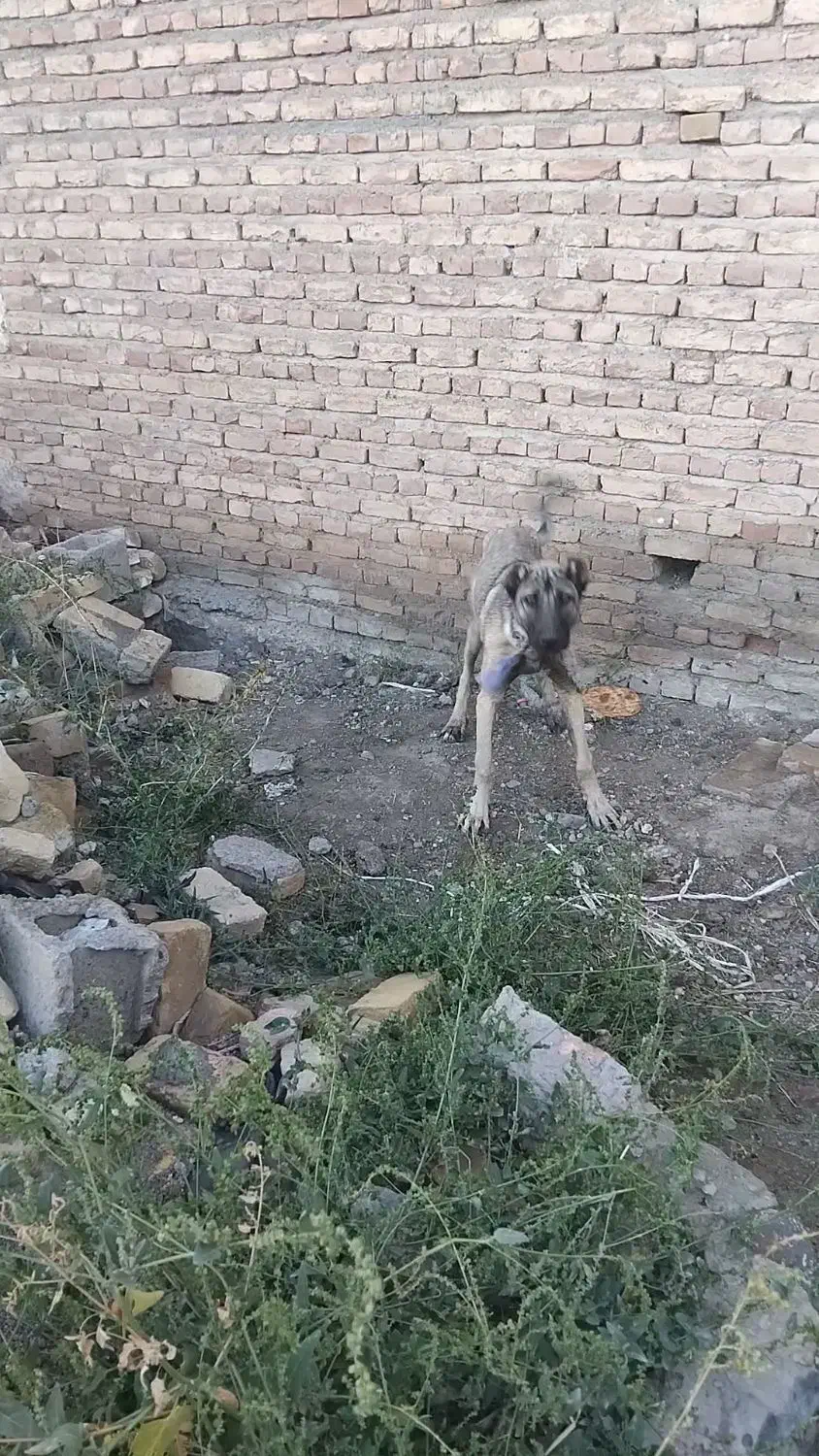 سگ سرابی|سگ|فندقلو, |دیوار