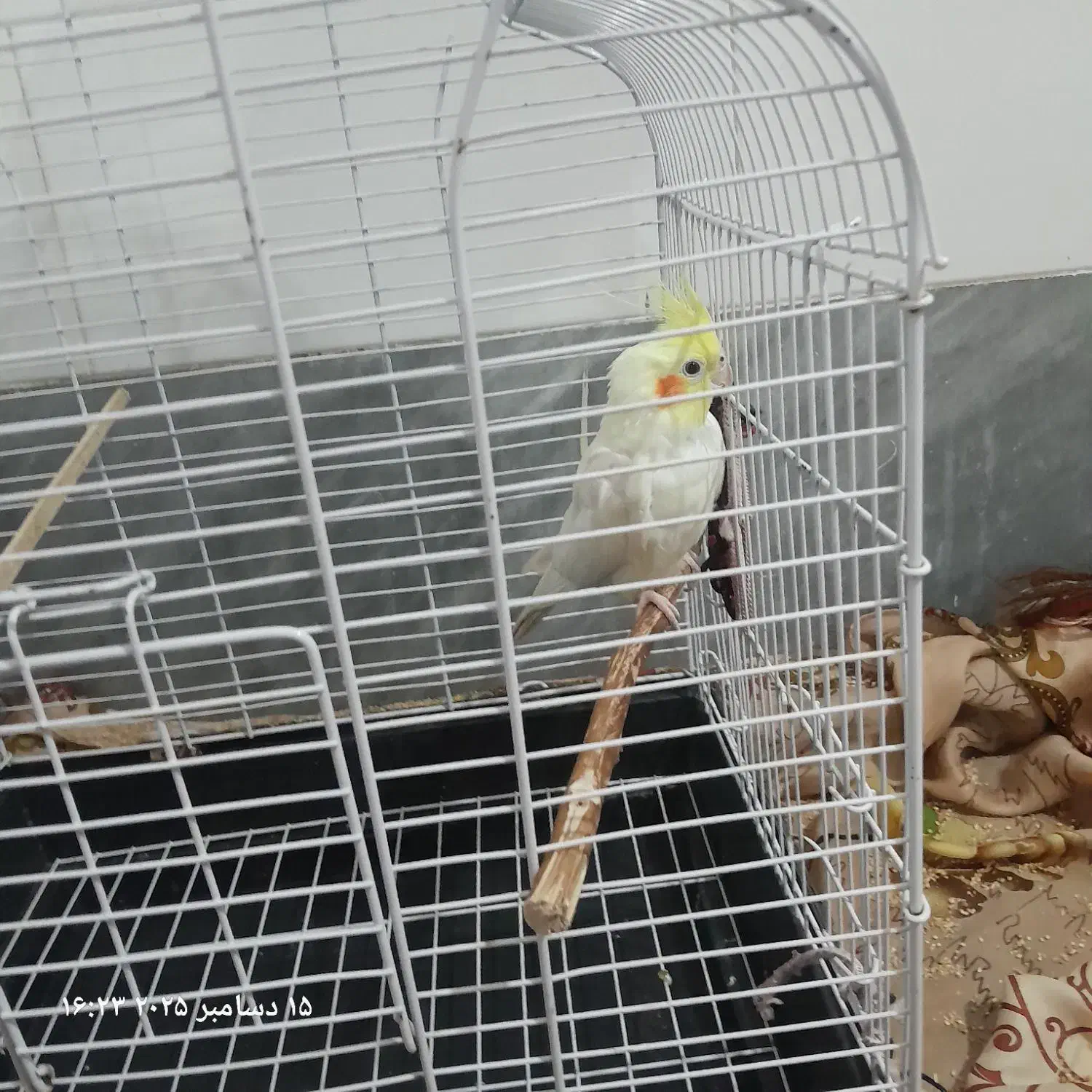 یک عروس نر بالغ|پرنده|قم, علی آباد سعدگان|دیوار