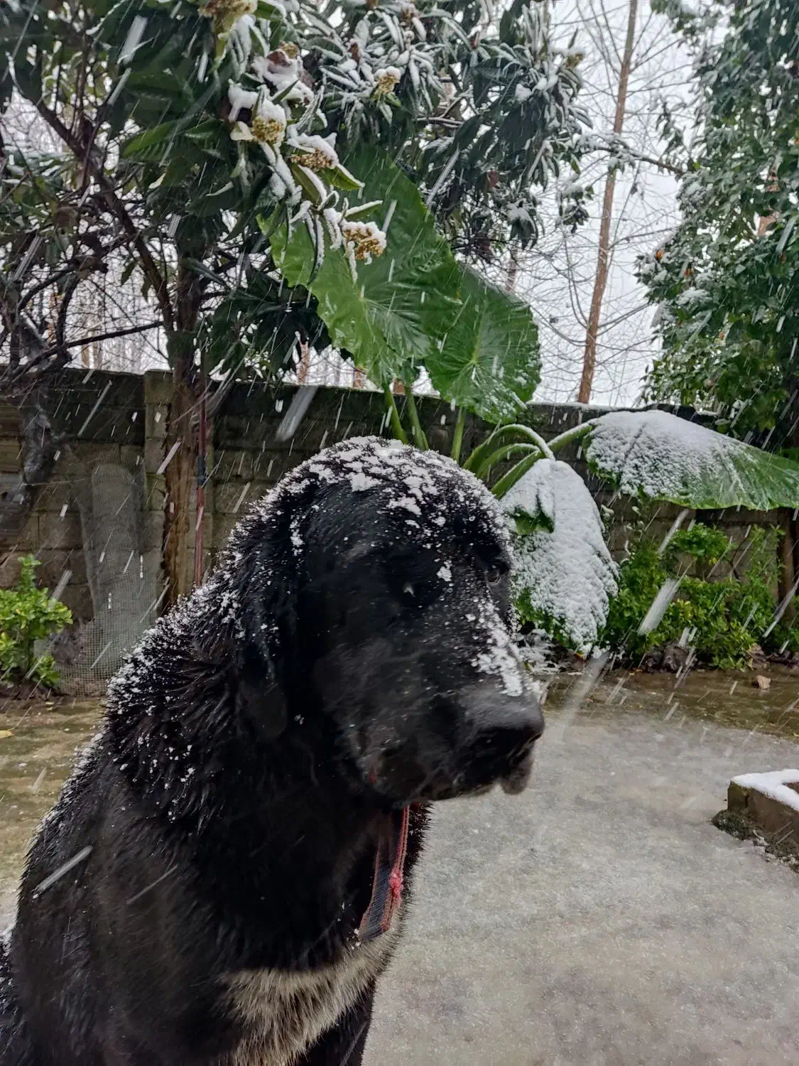 واگذاری سگ آلابای|سگ|آستانه اشرفیه, |دیوار