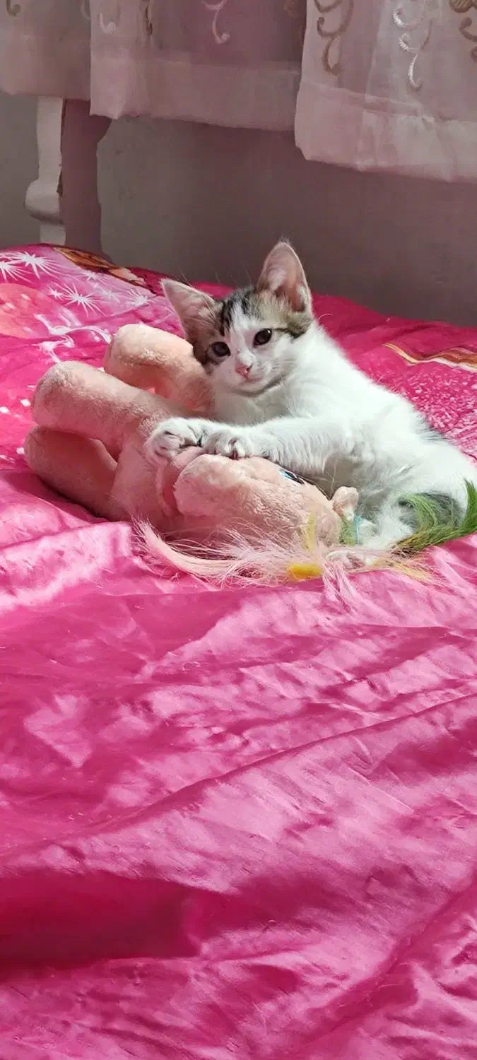 گربه|گربه|سراب, |دیوار