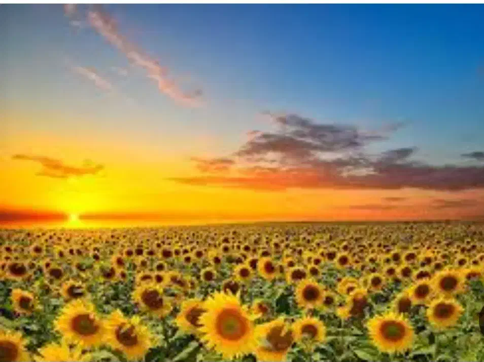 بذر افتابگردان|گل و گیاه طبیعی|مبارکه, |دیوار