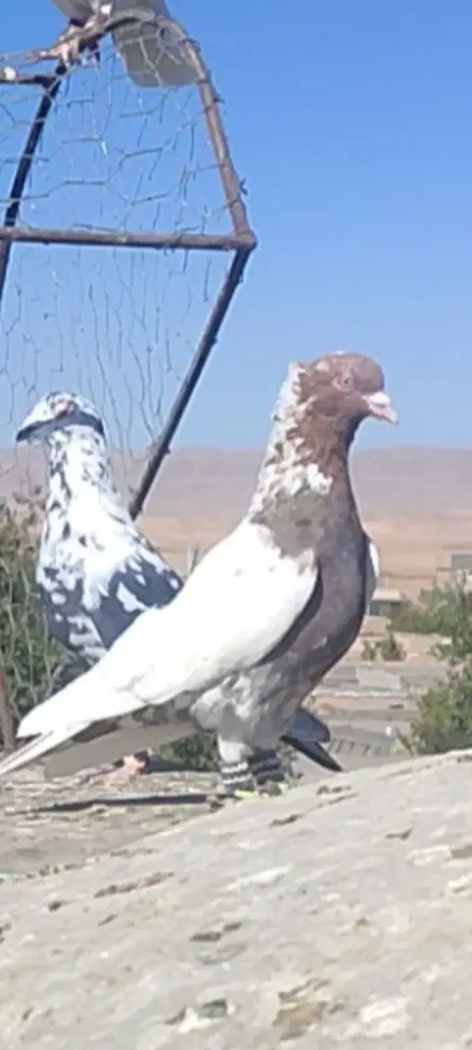 گبوتر نیم تنه سرخ گمشده|پرنده|قوچان, |دیوار