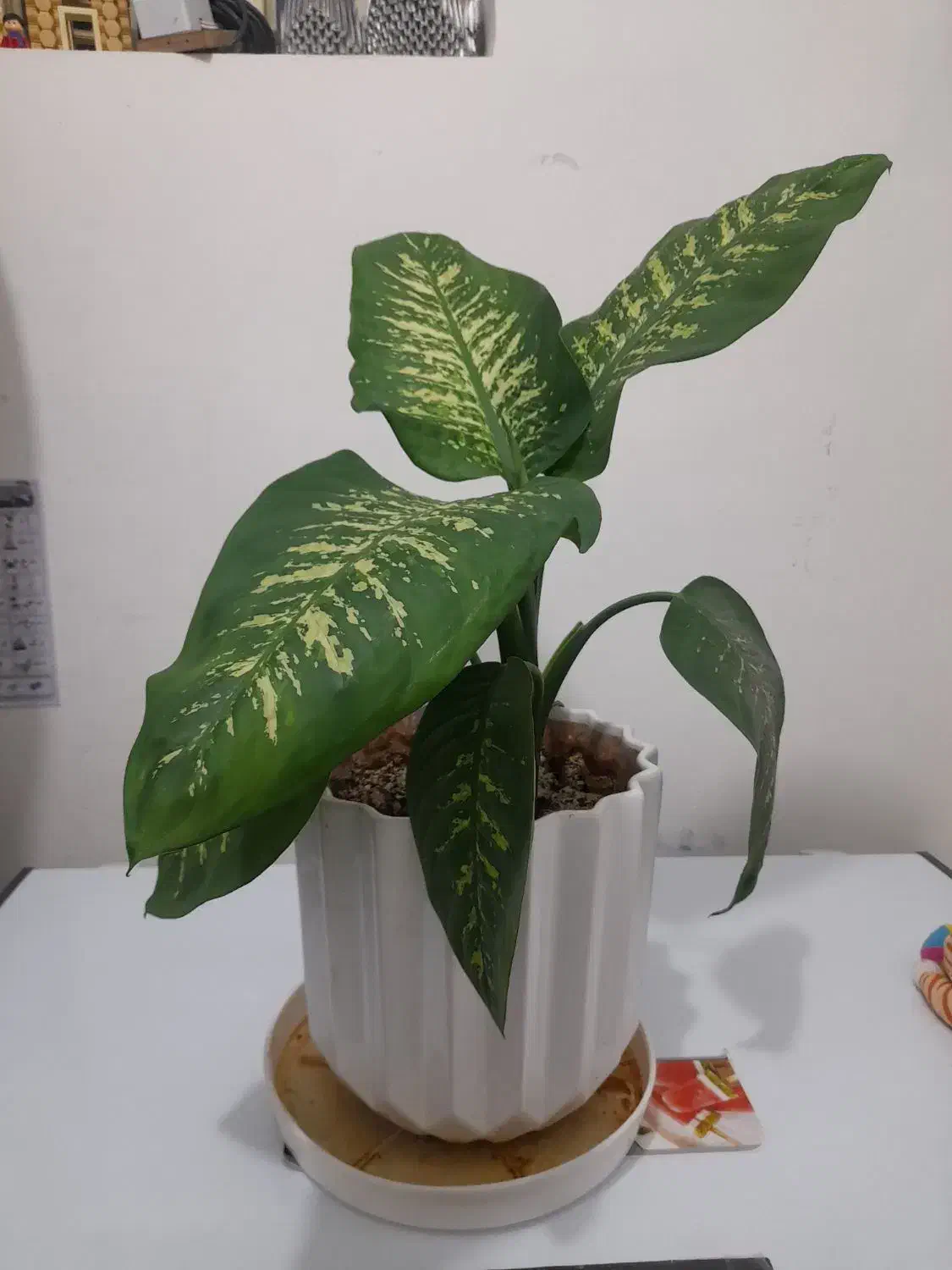 گل دیفن|گل و گیاه طبیعی|ایلام, |دیوار