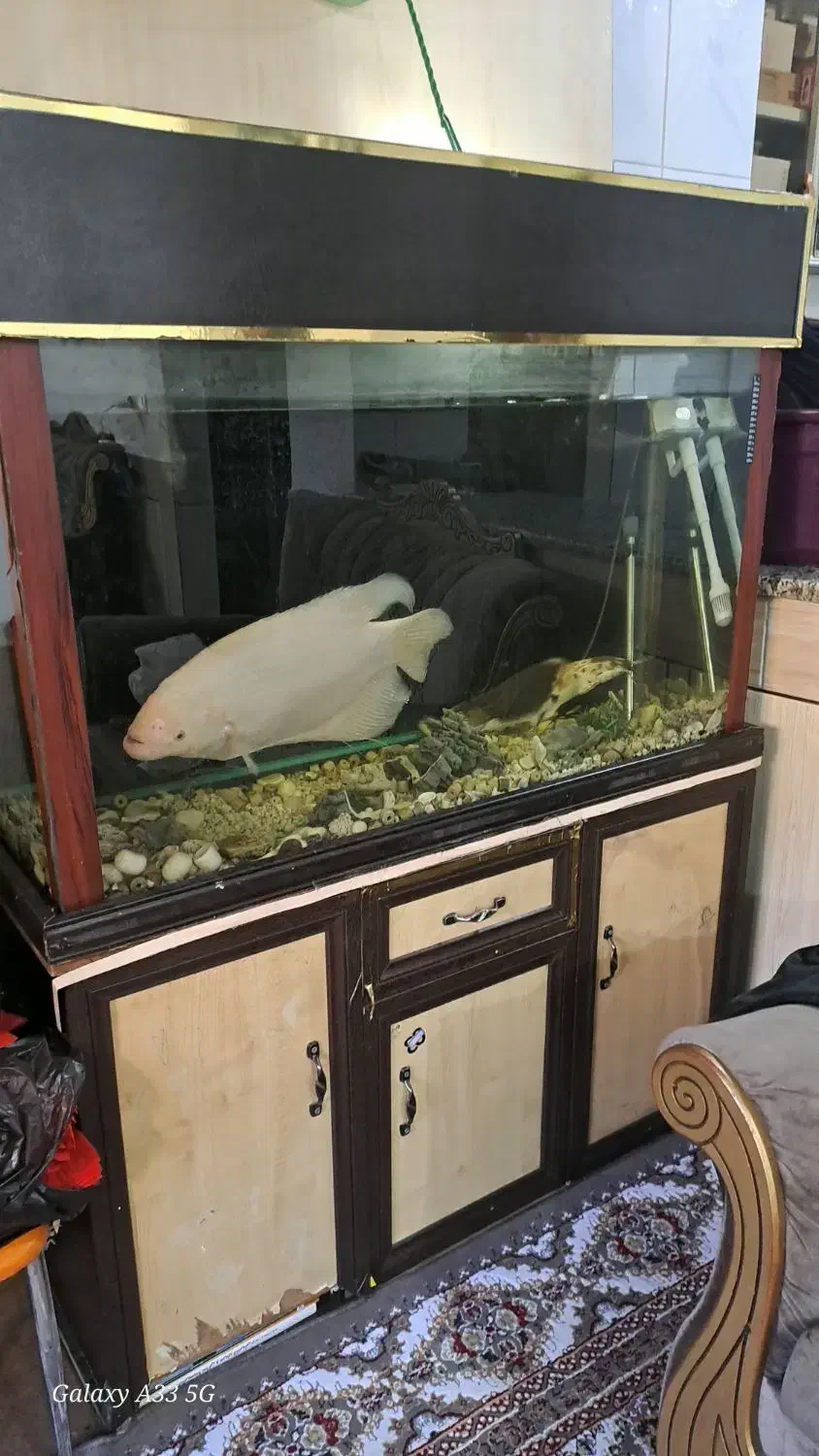 فروش آکواریوم ۱۰ میل با تمام وسایل و تجهیزات|ماهی|شهرکرد, |دیوار