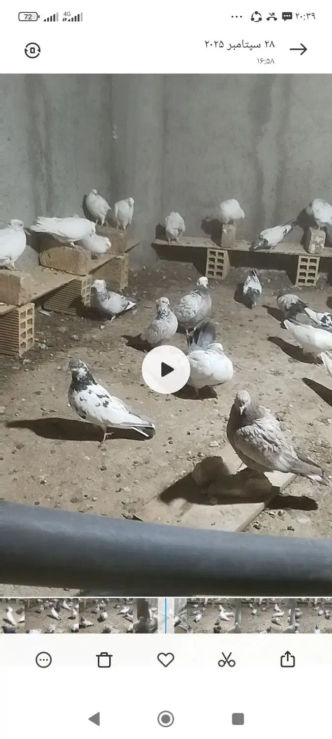 تعدادی کبوتر پرشی و مرغ محلی تخم گذار|پرنده|الیگودرز, |دیوار