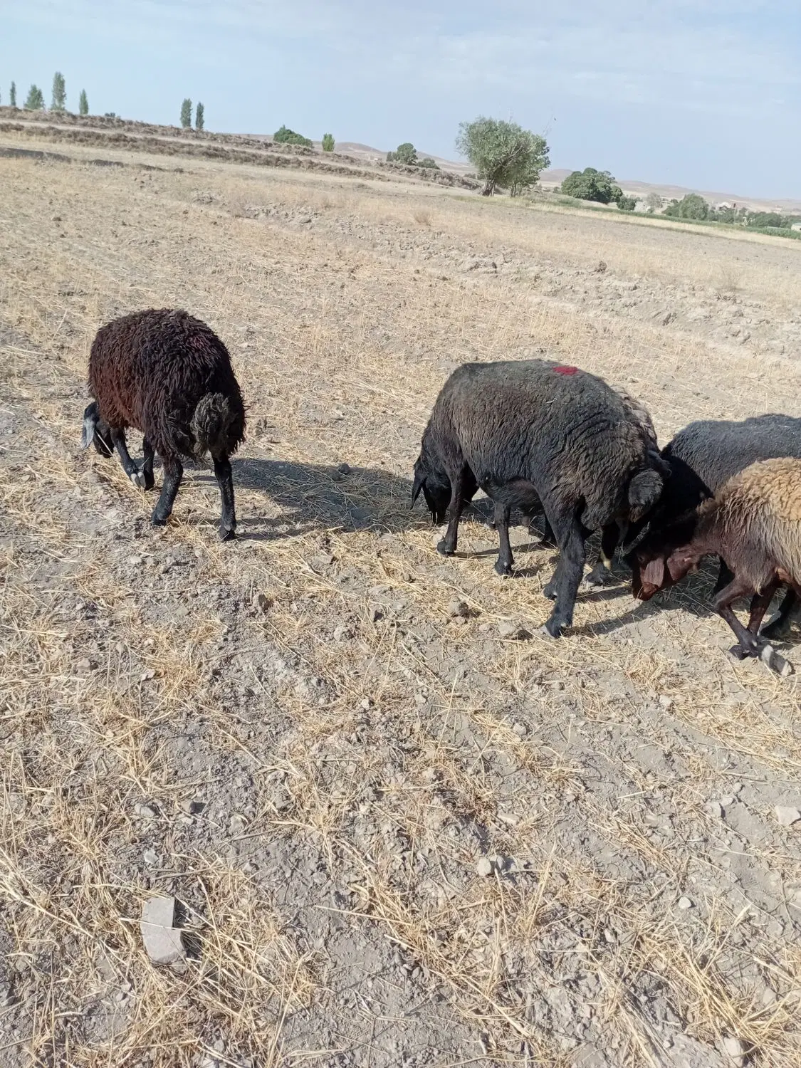 قوچ|حیوانات مزرعه|خنجین, |دیوار
