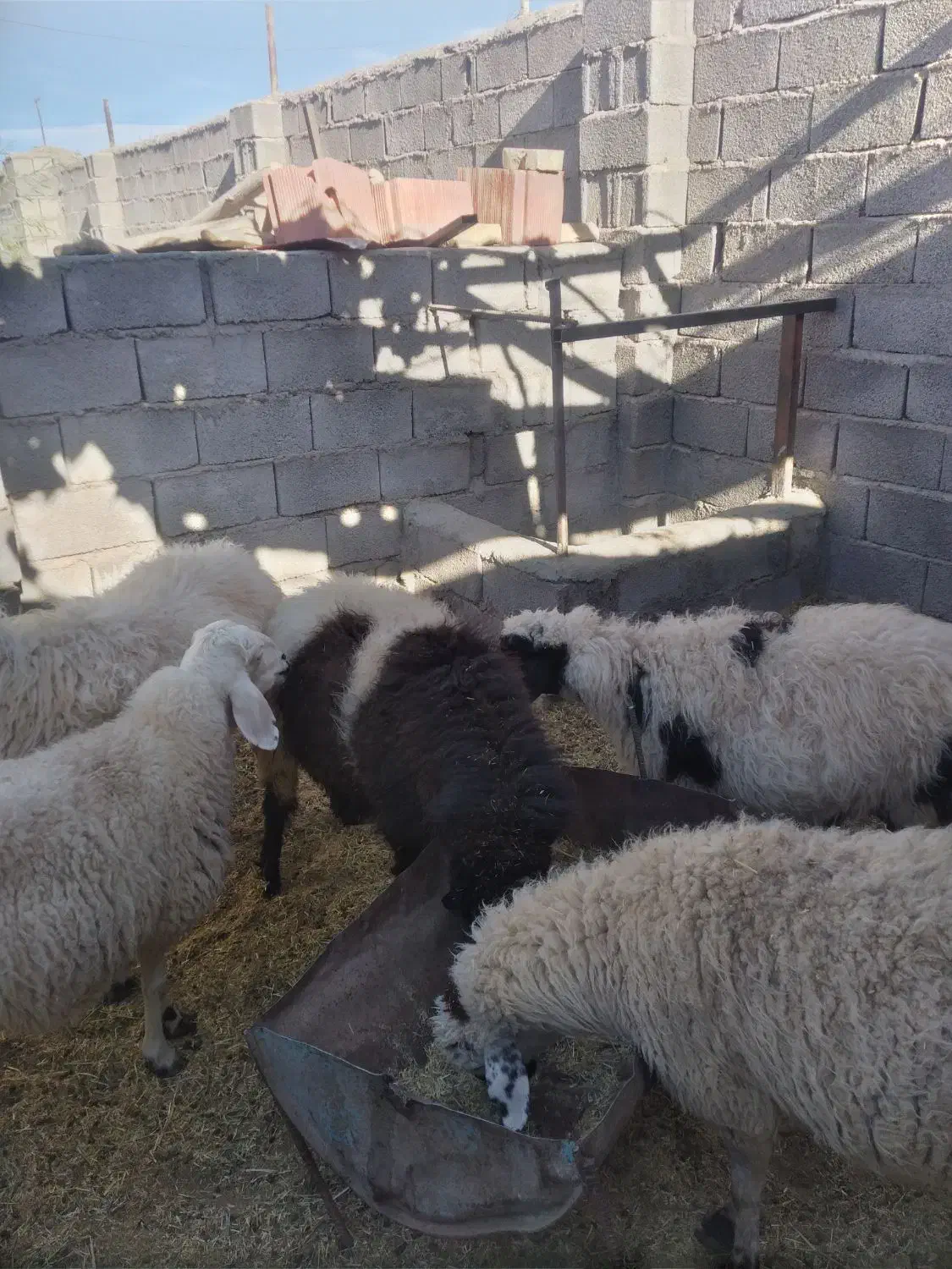 میش کاور|حیوانات مزرعه|گلزار, |دیوار