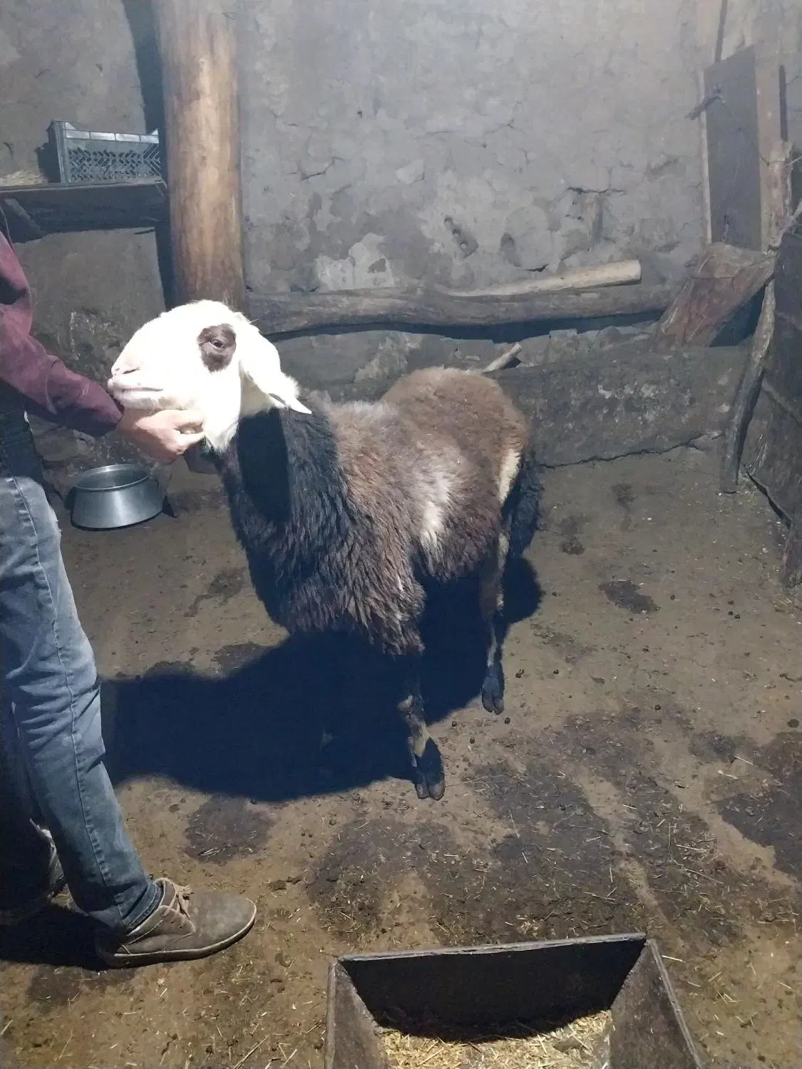 بره‌ قوچ پلنگی|حیوانات مزرعه|سراب, |دیوار