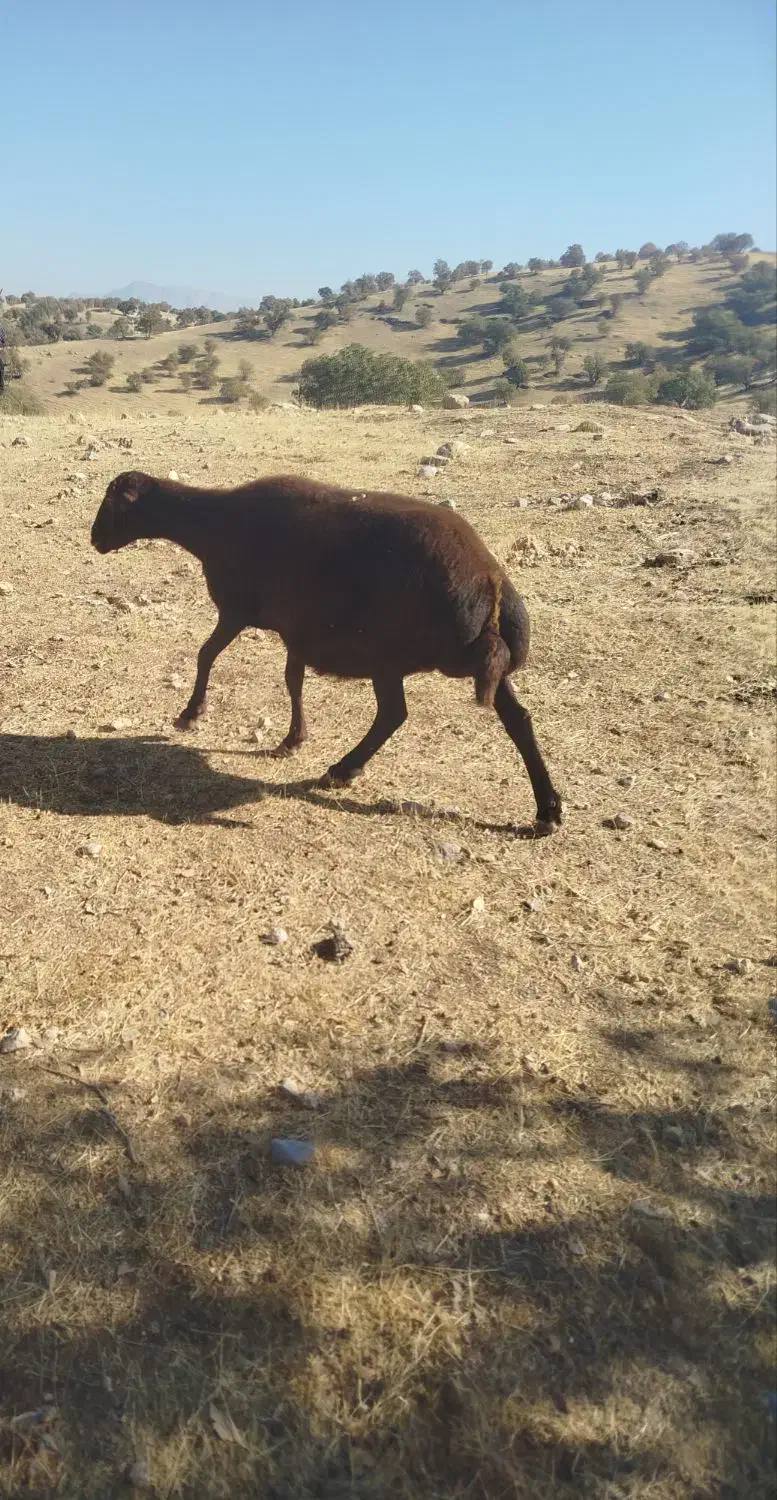 یک عدد میش داشتی|حیوانات مزرعه|ویسیان, |دیوار