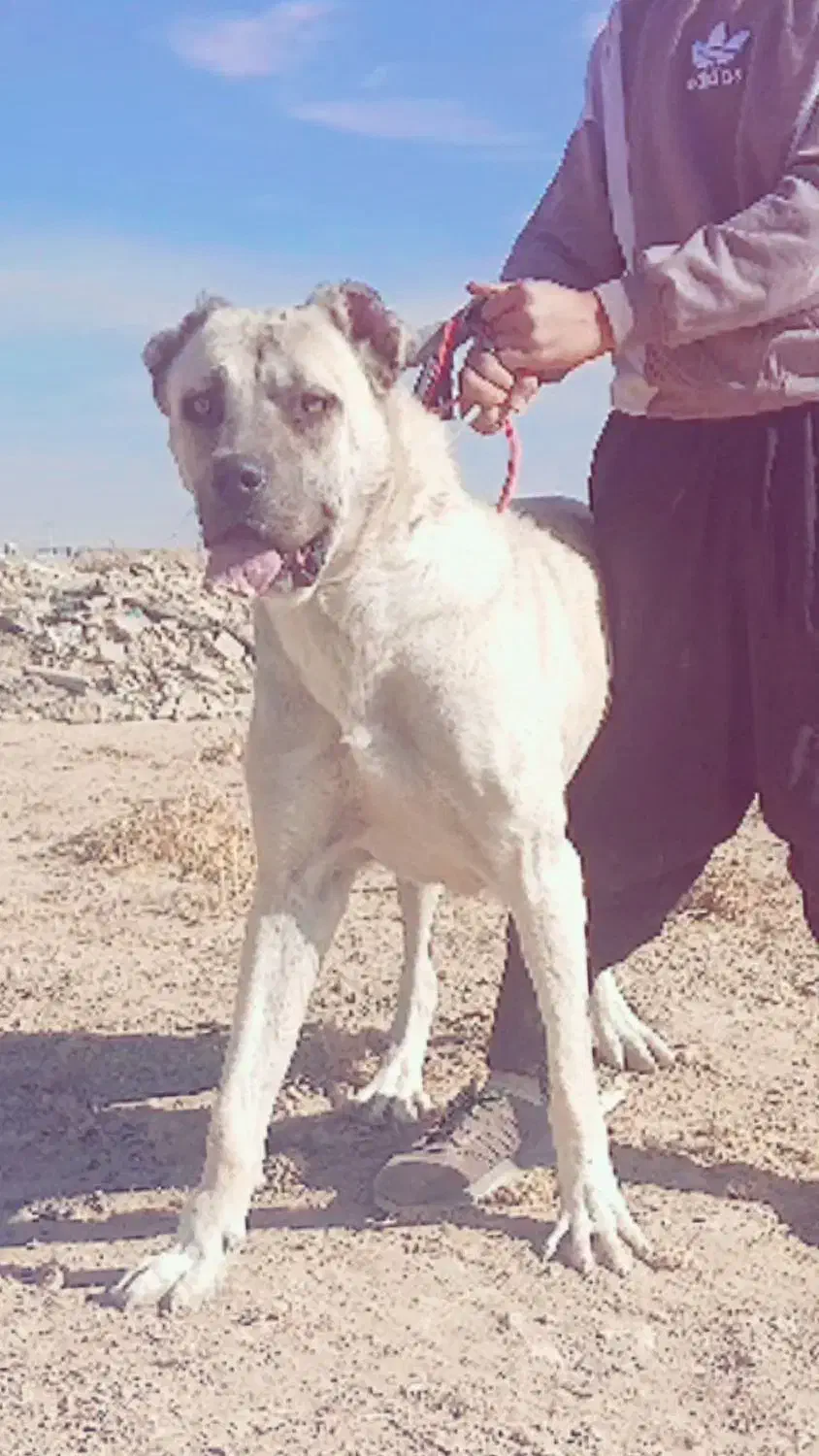 سگ سرابی ماده|سگ|کبودرآهنگ, |دیوار