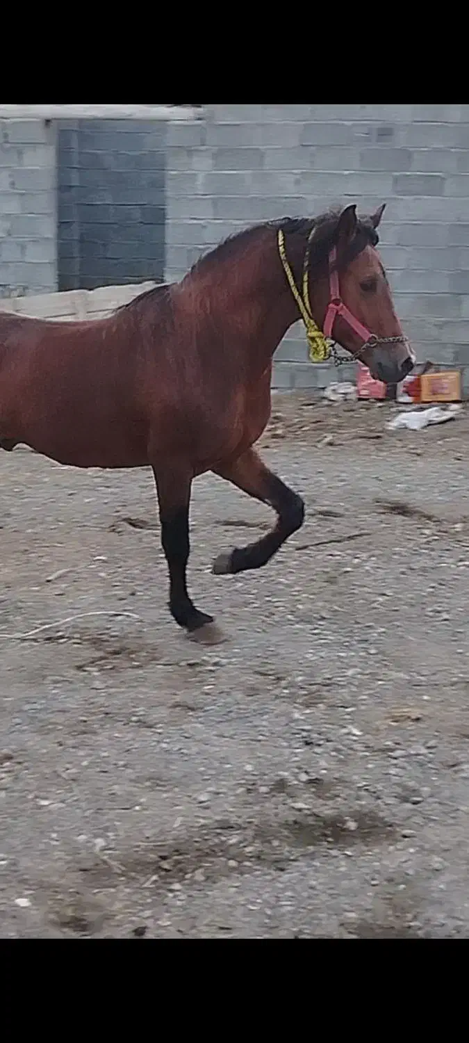 خریدوفروش اسب کورد|اسب و تجهیزات اسبسواری|ارومیه, |دیوار