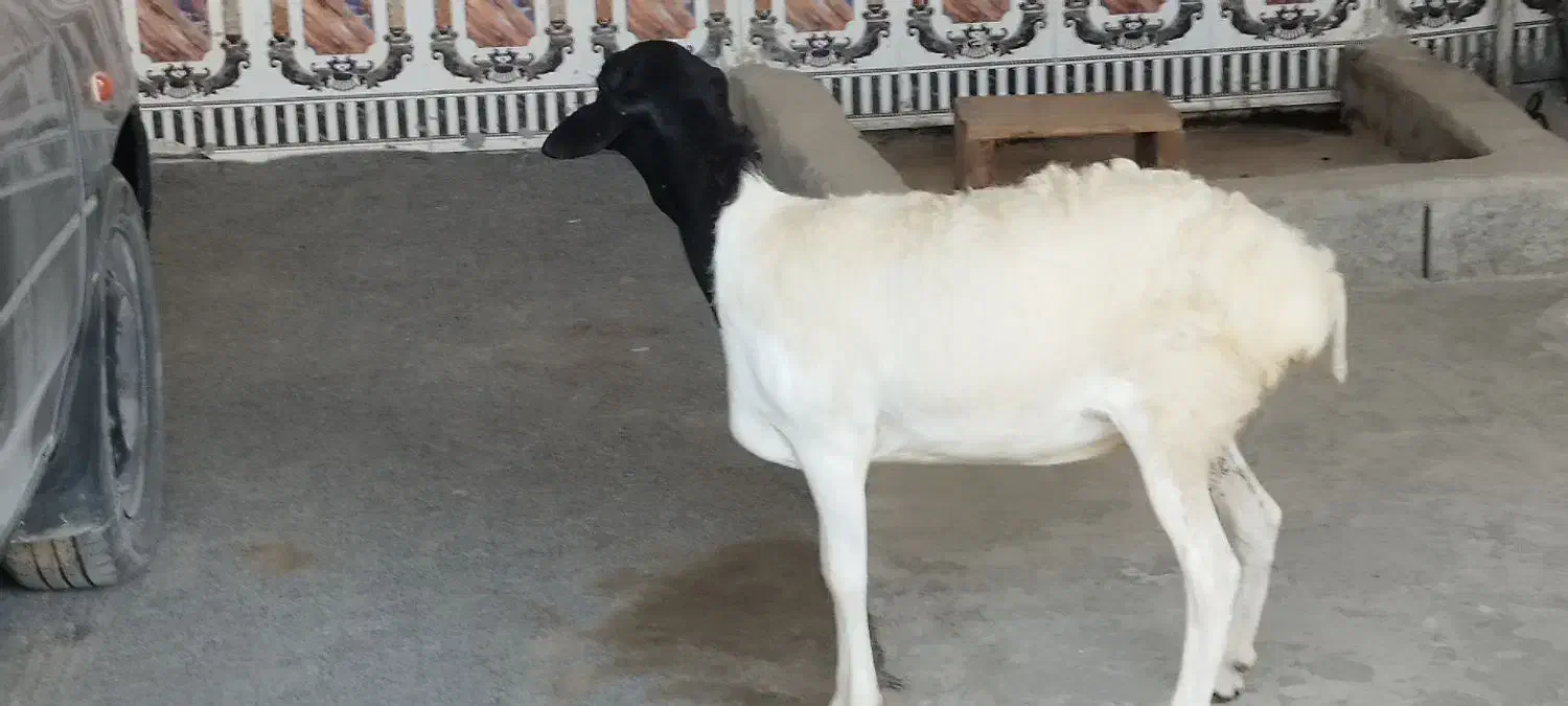 کهره نزار|حیوانات مزرعه|قشم, |دیوار