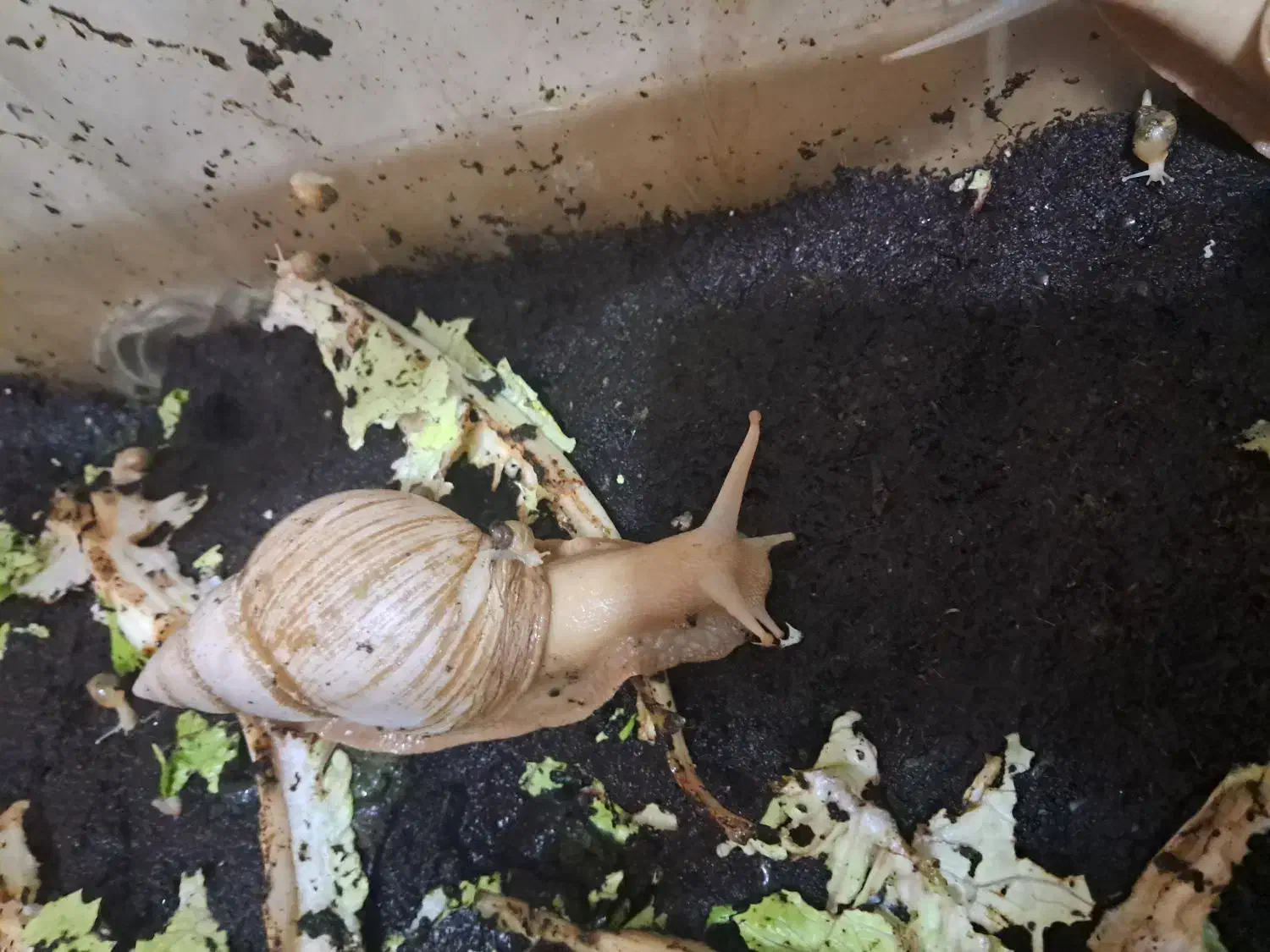 حلزون|خزنده|تبریز, |دیوار