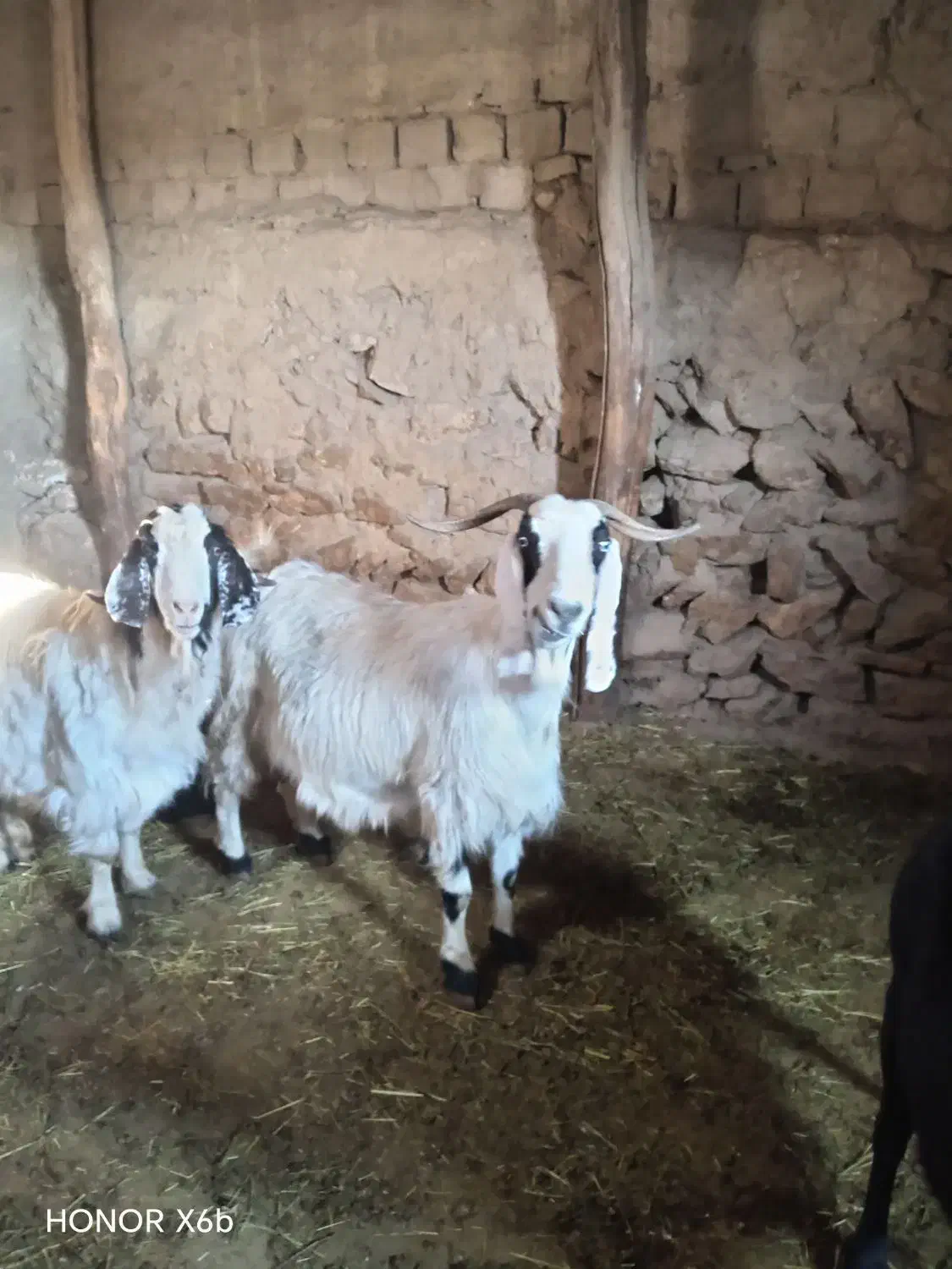 بزعاله|حیوانات مزرعه|آفتاب, |دیوار