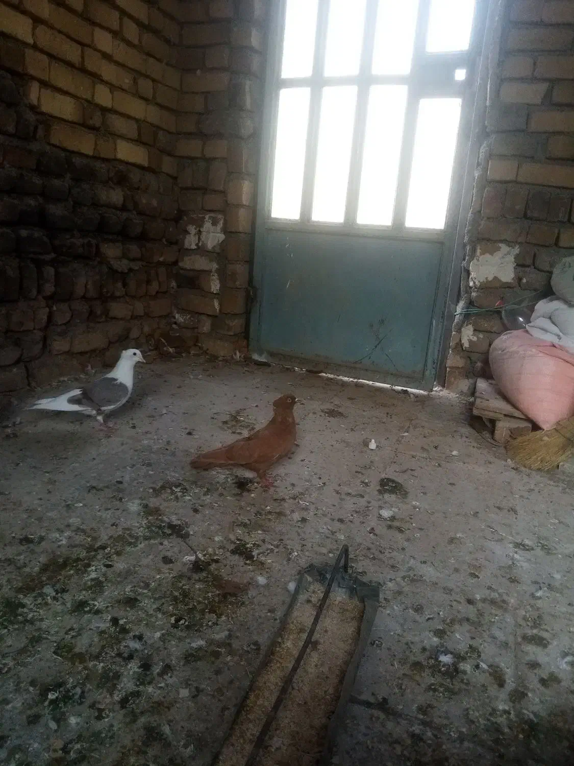 ماده زرد|پرنده|بروجرد, |دیوار