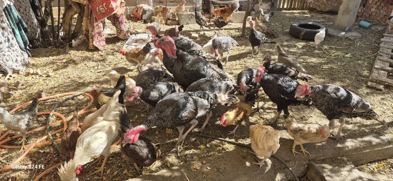 بوقلمون فروشی|حیوانات مزرعه|اسفندقه, |دیوار