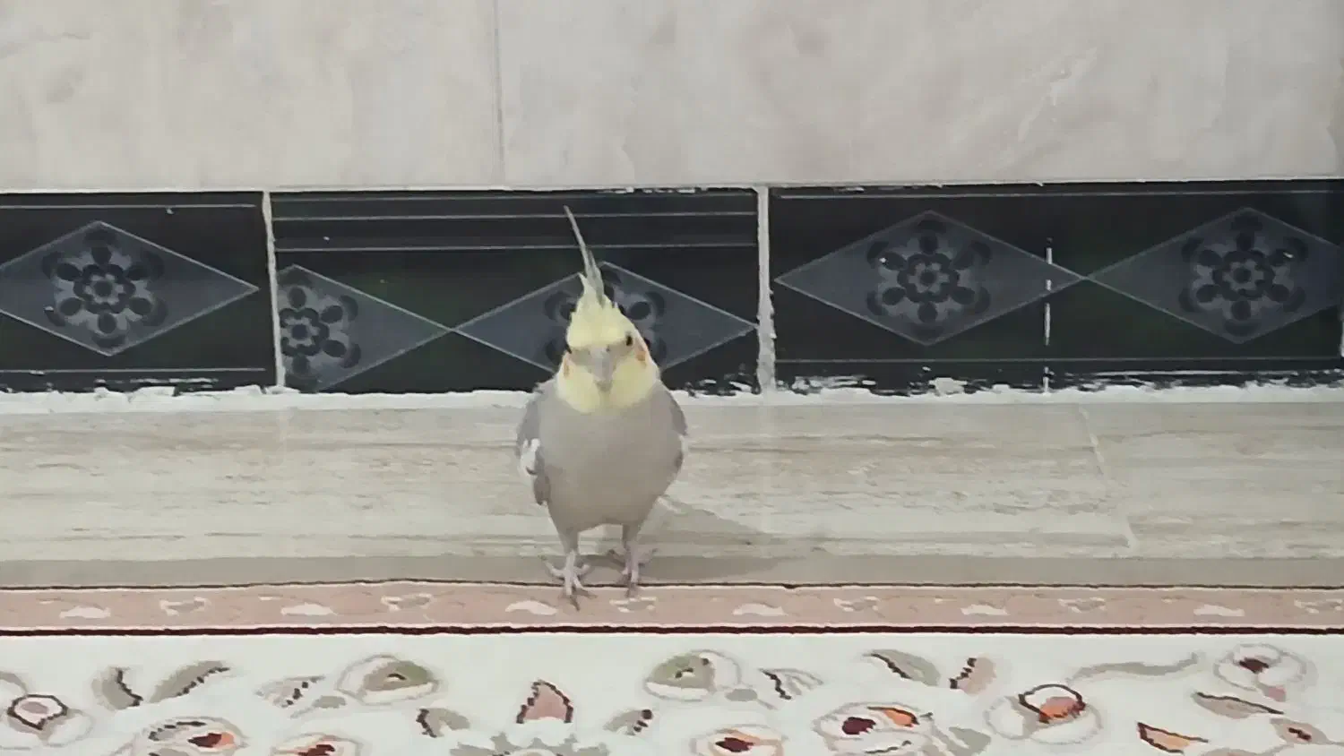 حیوان خانگی پرنده|پرنده|فامنین, |دیوار