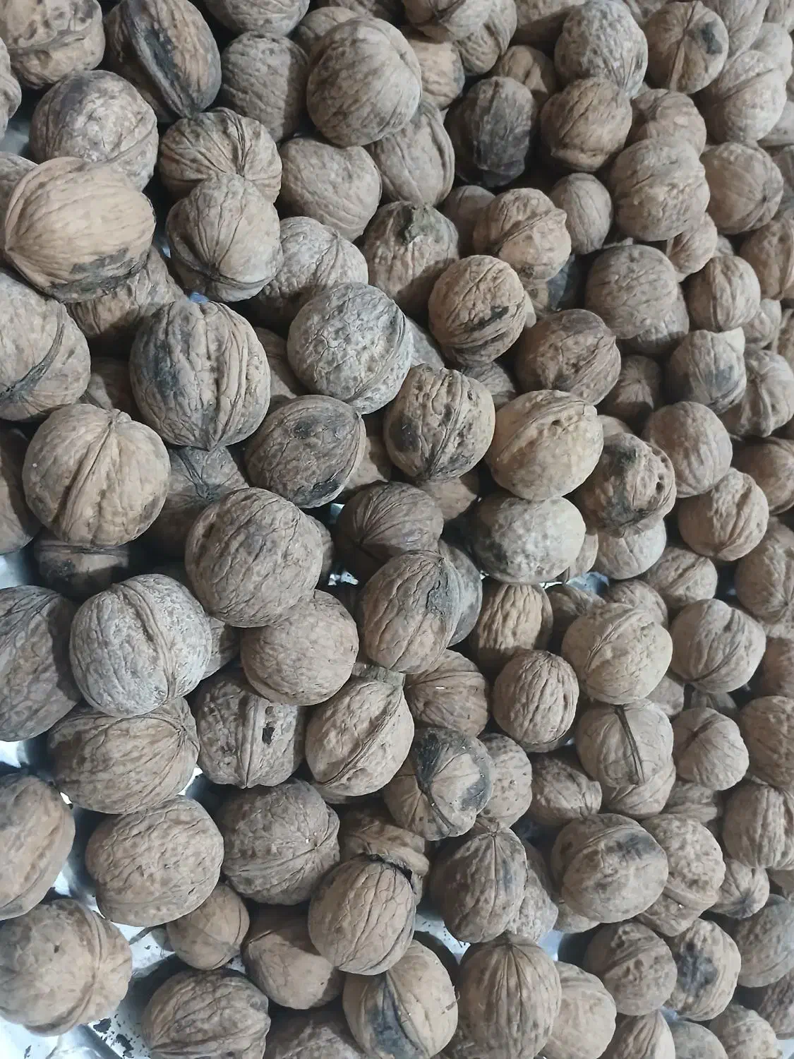 بادام کوهی شیرین و گردو|خوردنی و آشامیدنی|داران, |دیوار